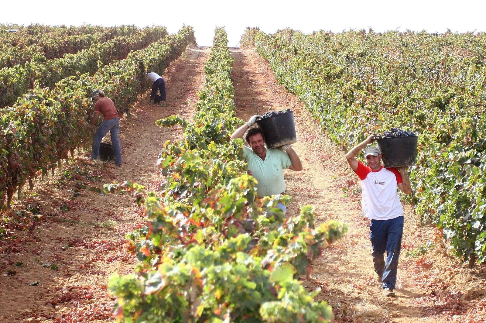 Vendimiadores en plena faena de recolección de uva tinta en un campo del Condado de Huelva.