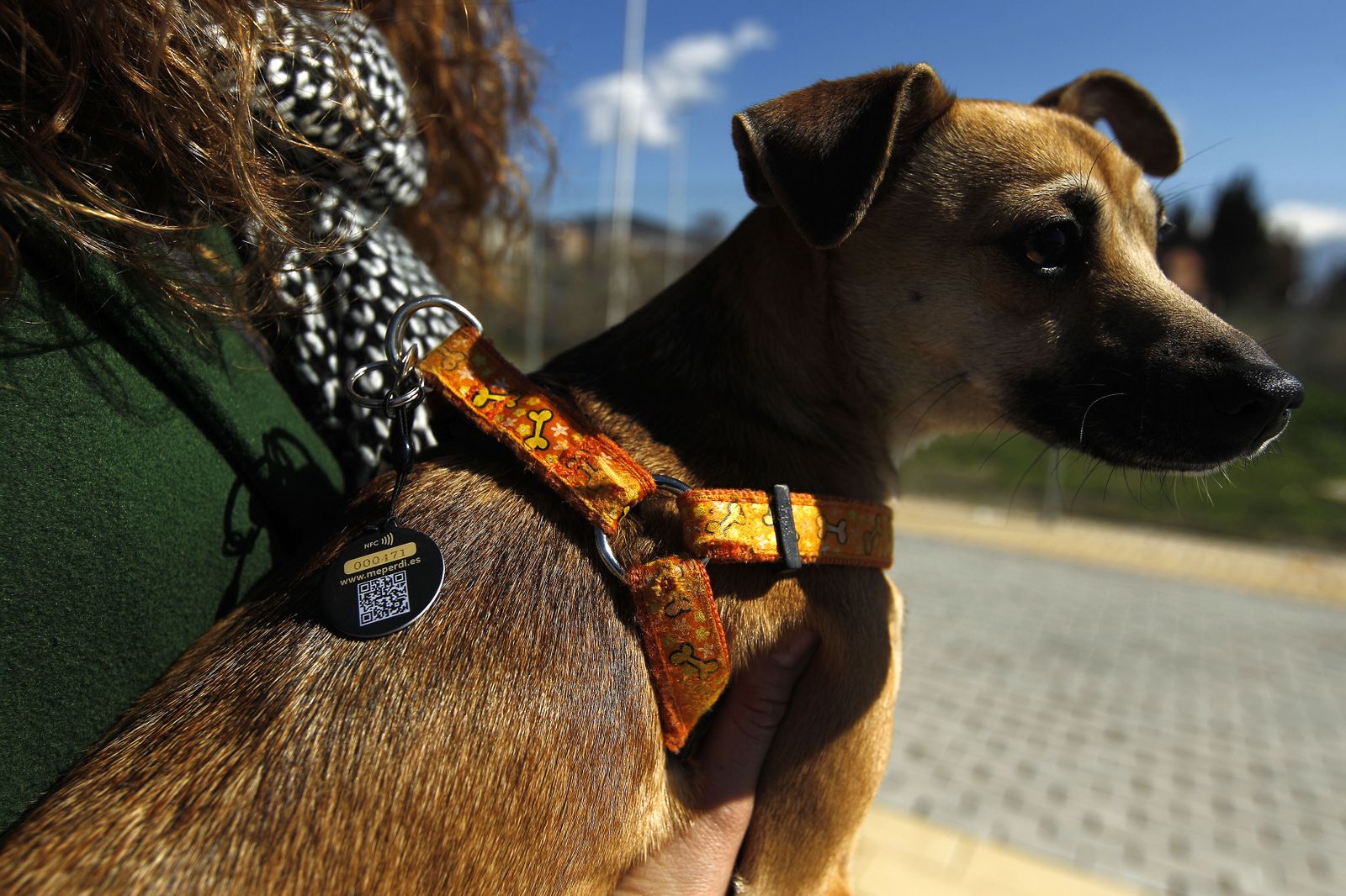 Las consultas por supuestas alergias a animales han aumentado en los últimos meses.