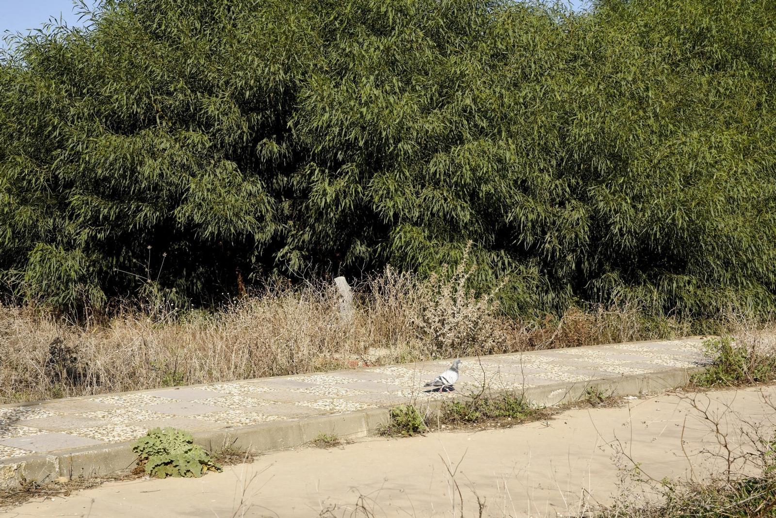Las fotos de los terrenos del Conchal, en La Línea