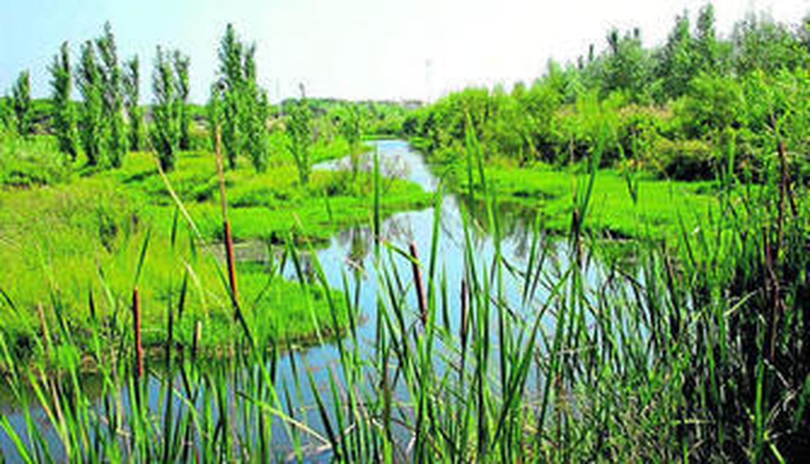 La Laguna  Primera  de Palos  de la Frontera.