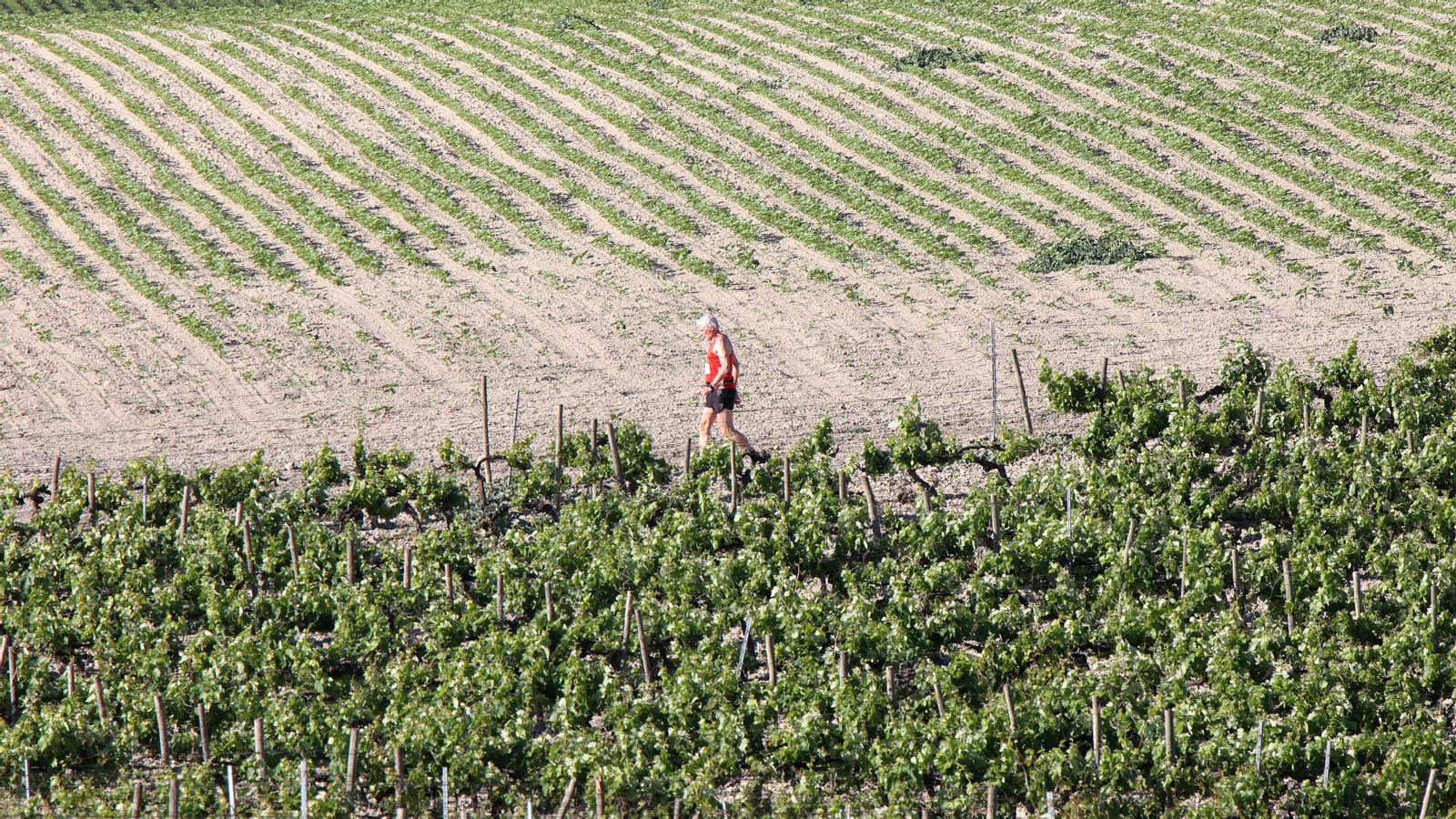 VI Sherry Maratón Jerez