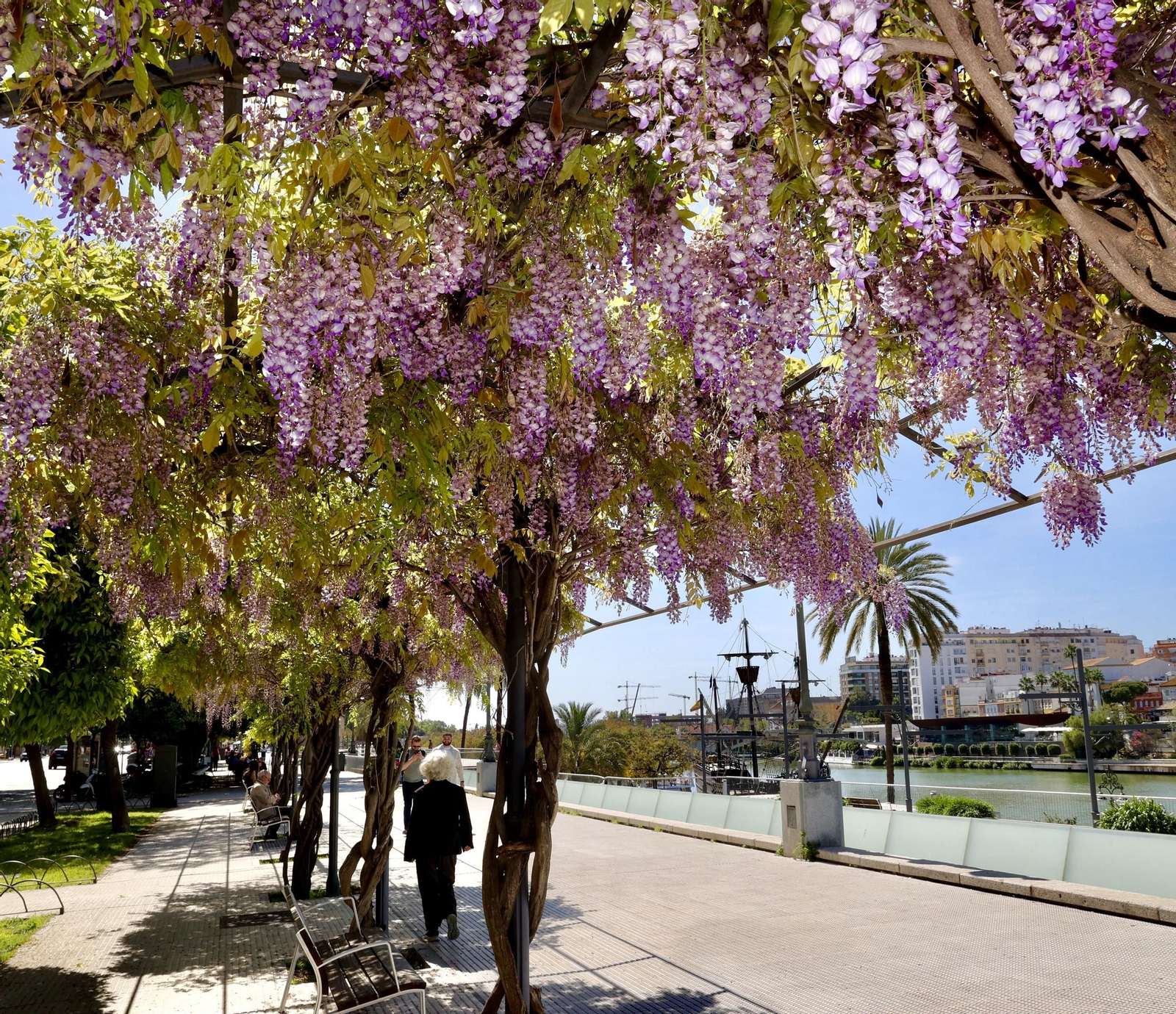La belleza de las glicinias del Paseo de Cristóbal Colón