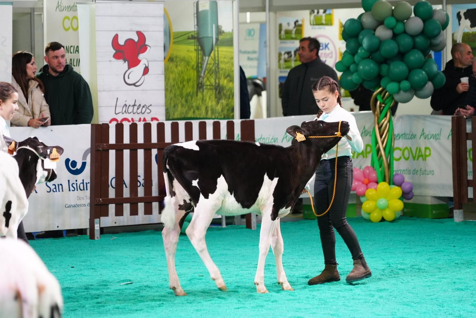 El Gran Campeonato de Novillas de la XVI Feria de Ganado Frisón Usías Holsteins de Dos Torres, en imágenes