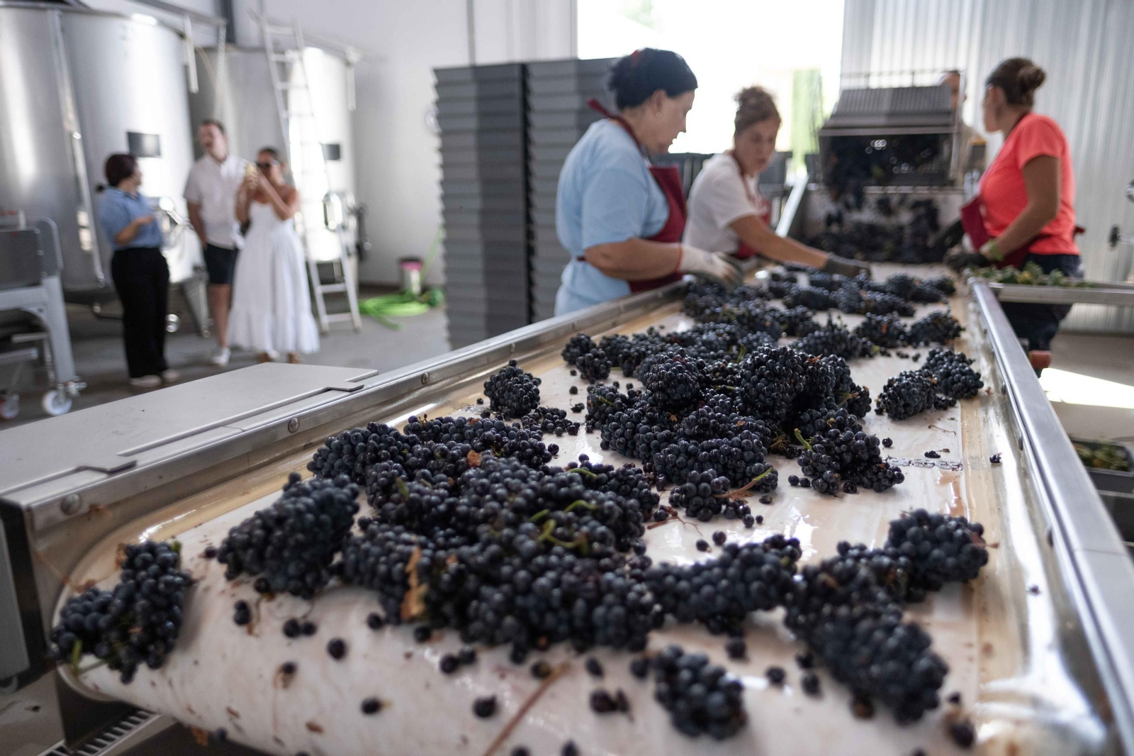 La vendimia de la Serranía, en imágenes