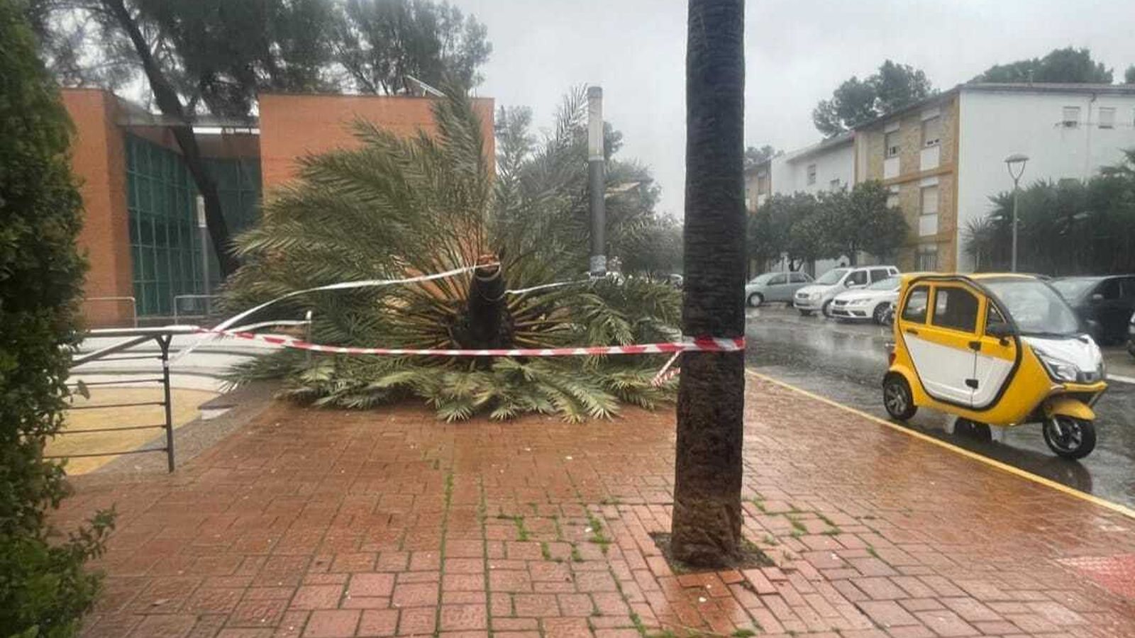 Una palmera tumbada por el viento en Puente Genil.