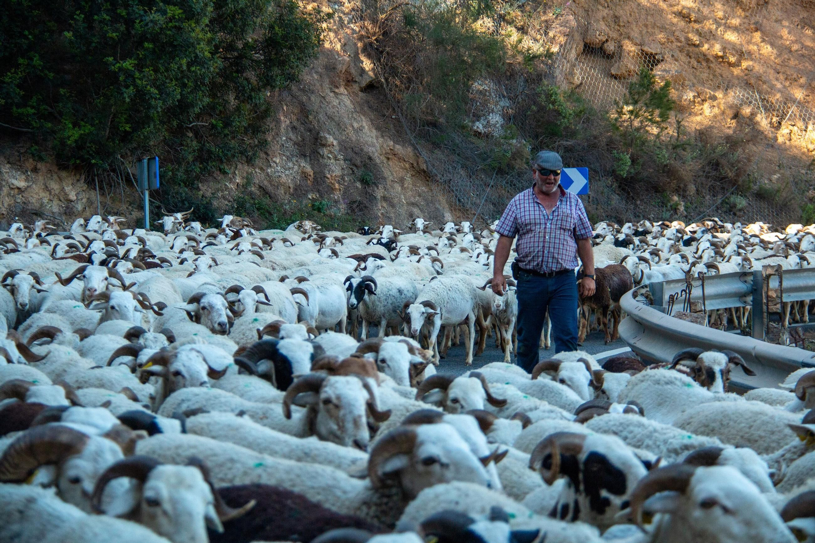 Las tradiciones del campo se mantienen: la trashumancia entre la Alpujarra y la Costa