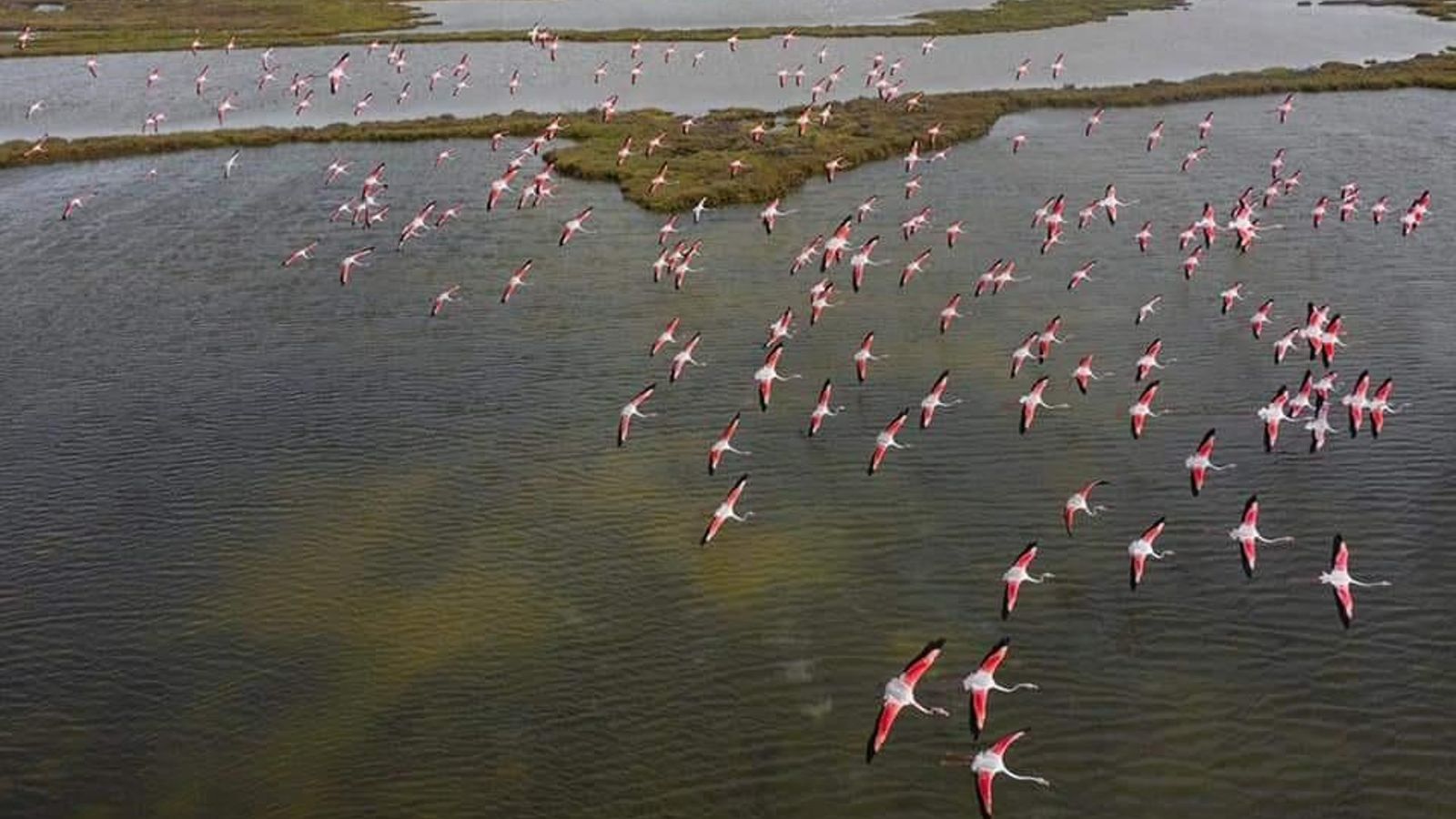 El Parque Natural es zona ZEPA de Especial Protección de Aves. El Parque Natural es zona ZEPA de Especial Protección de Aves.