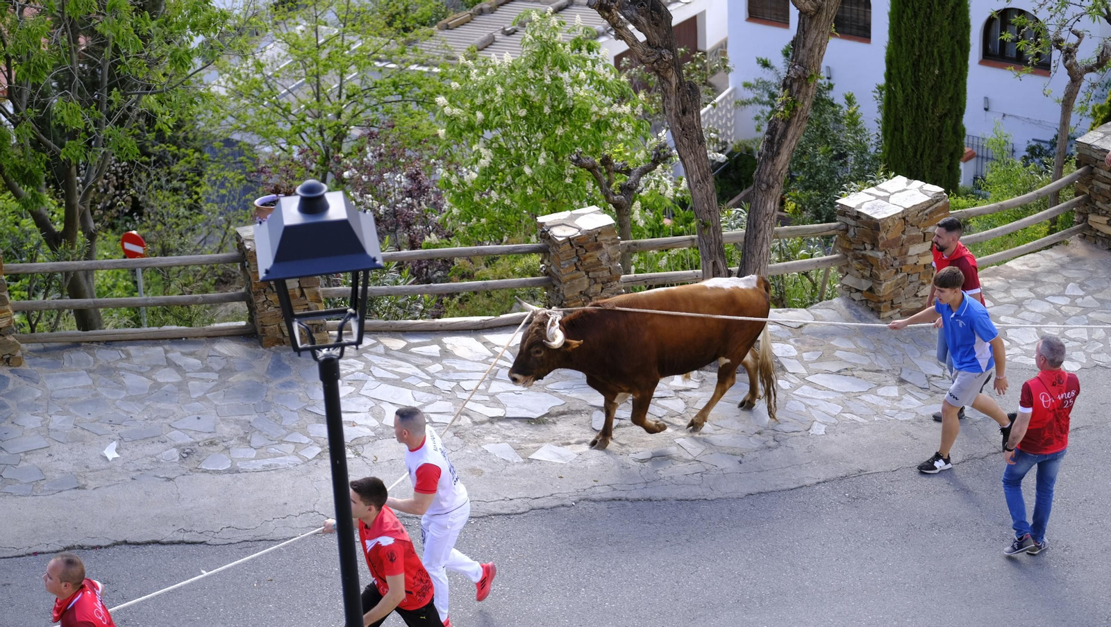 Los toros ensogados de Ohanes, en imágenes