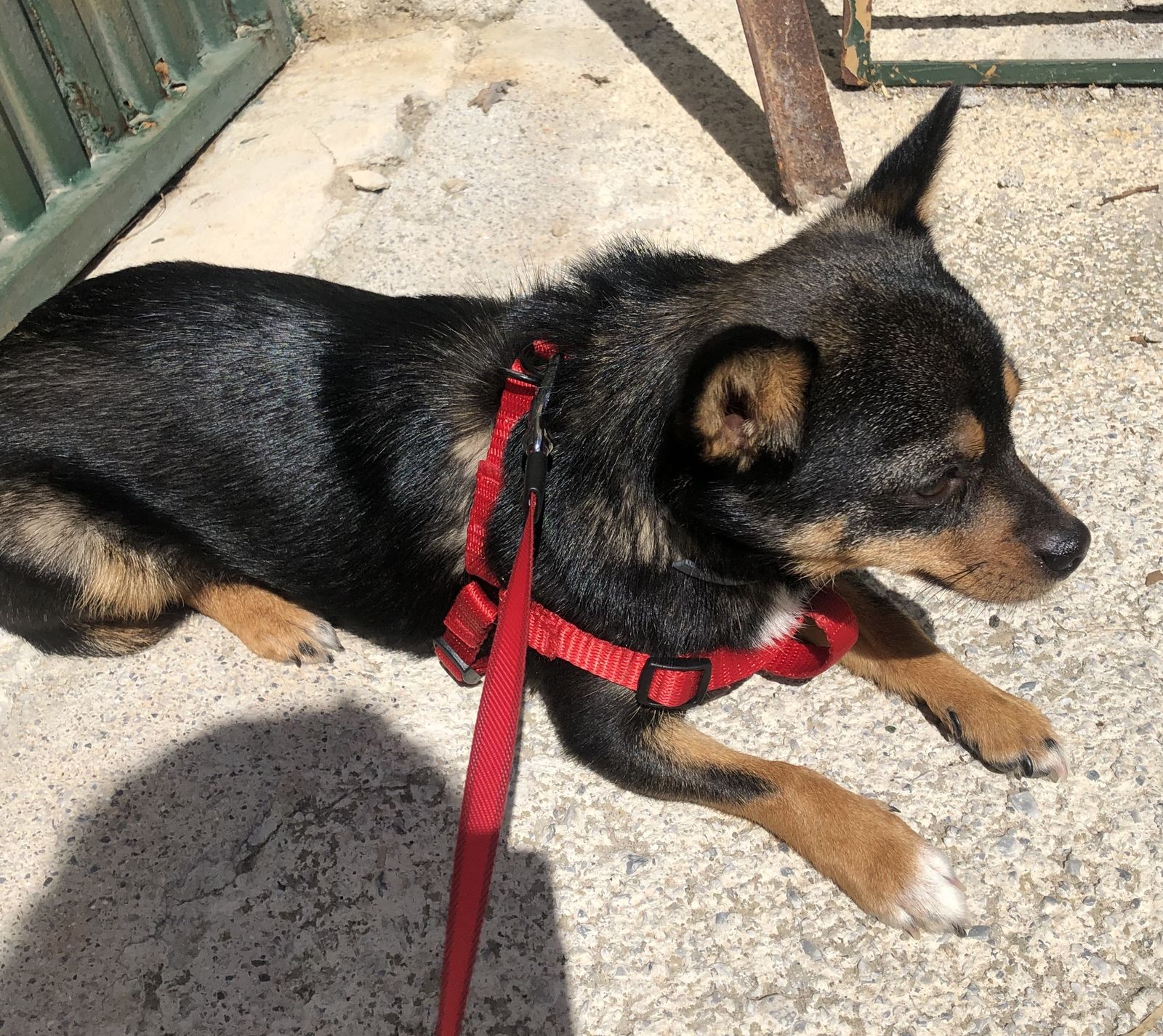 ¿Cómo cuidar a las mascotas durante la crisis sanitaria por el coronavirus?