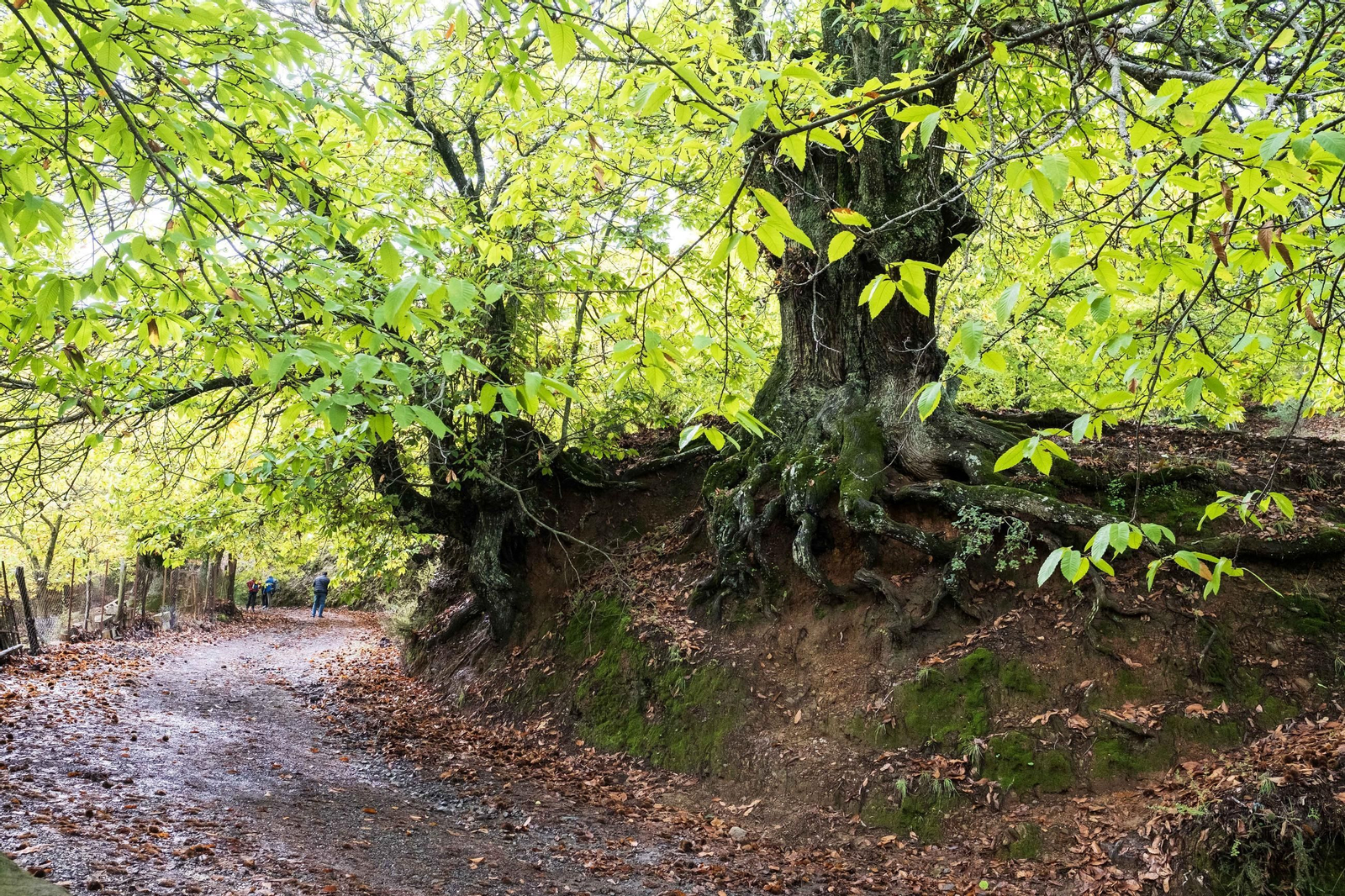 El Bosque de Cobre del Valle del Genal, en fotos