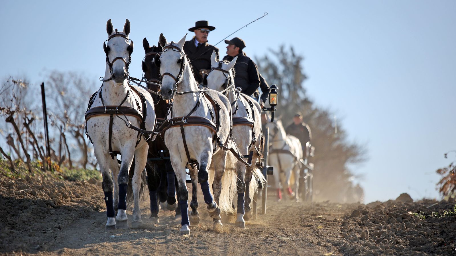 II Ruta Viñas de Jerez
