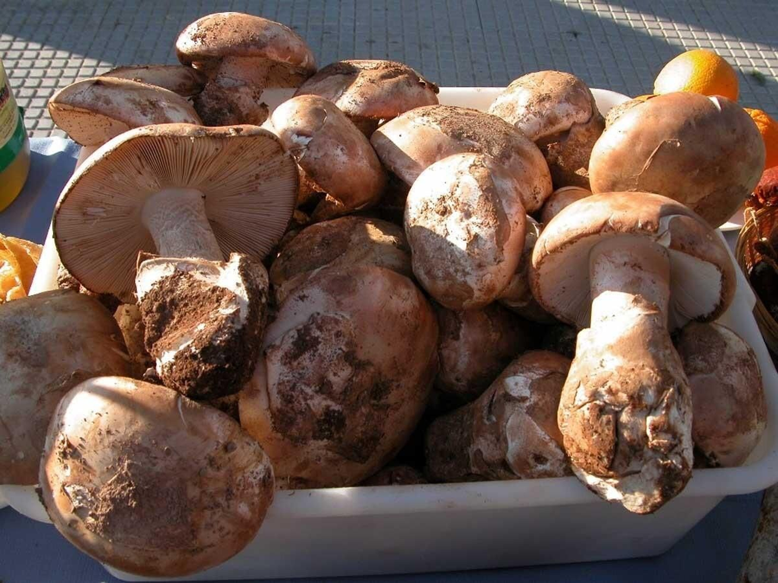 Gurumelo (amanita ponderosa)