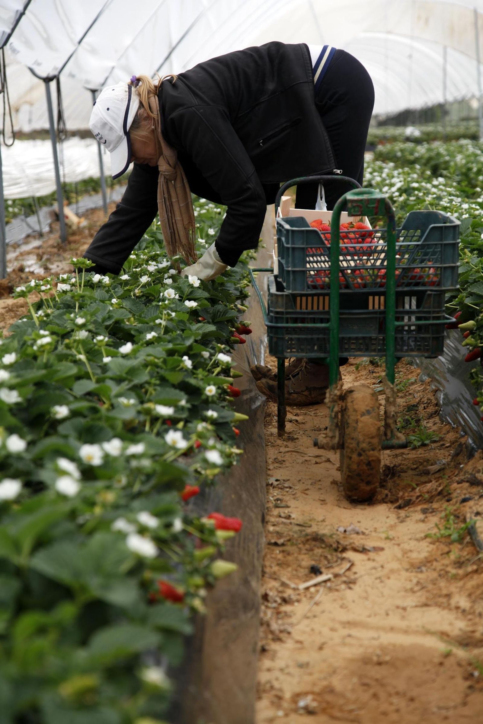 Una temporera en plena labor de recogida de fresa.