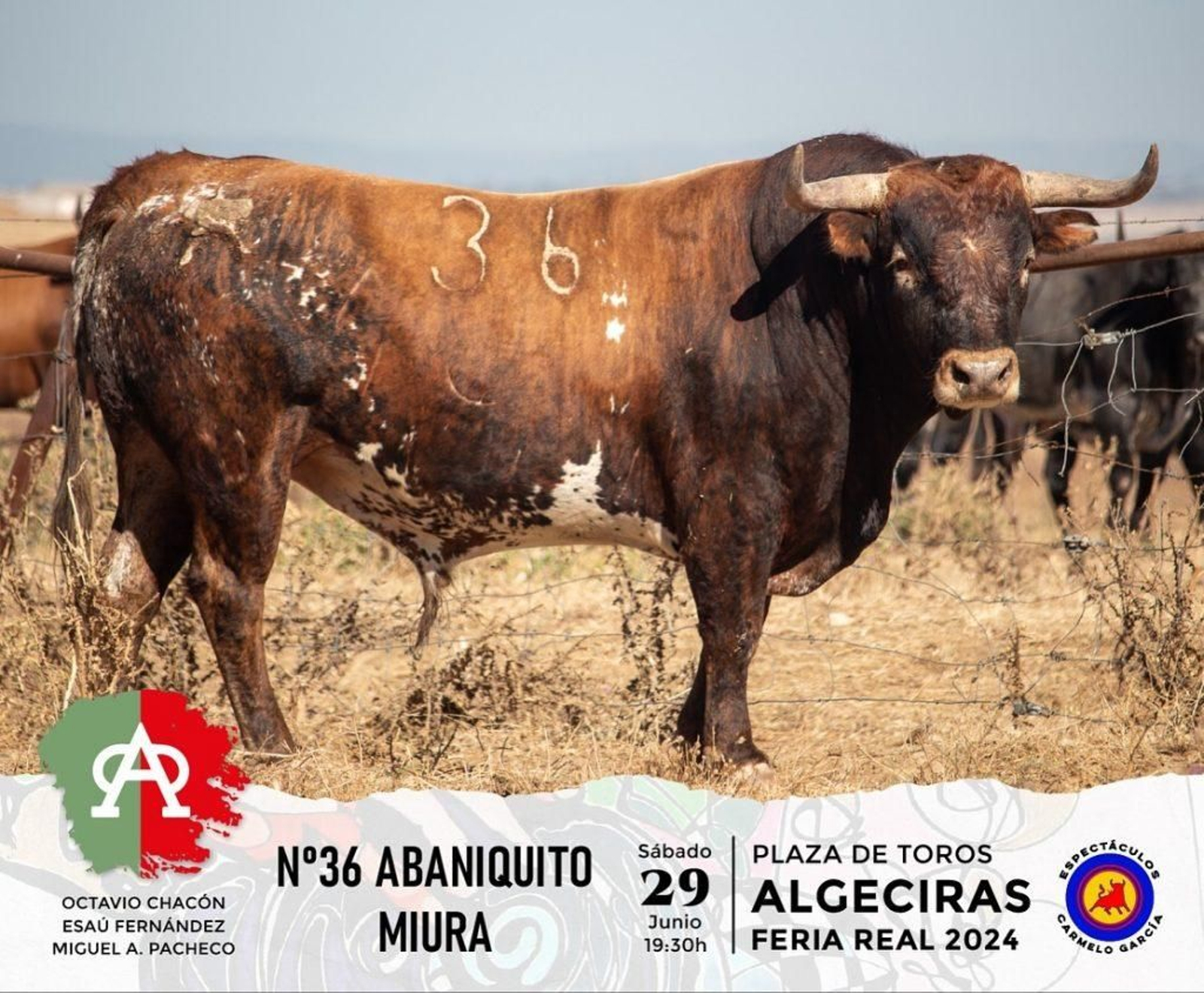 Abaniquito, nº 36 (Miura).