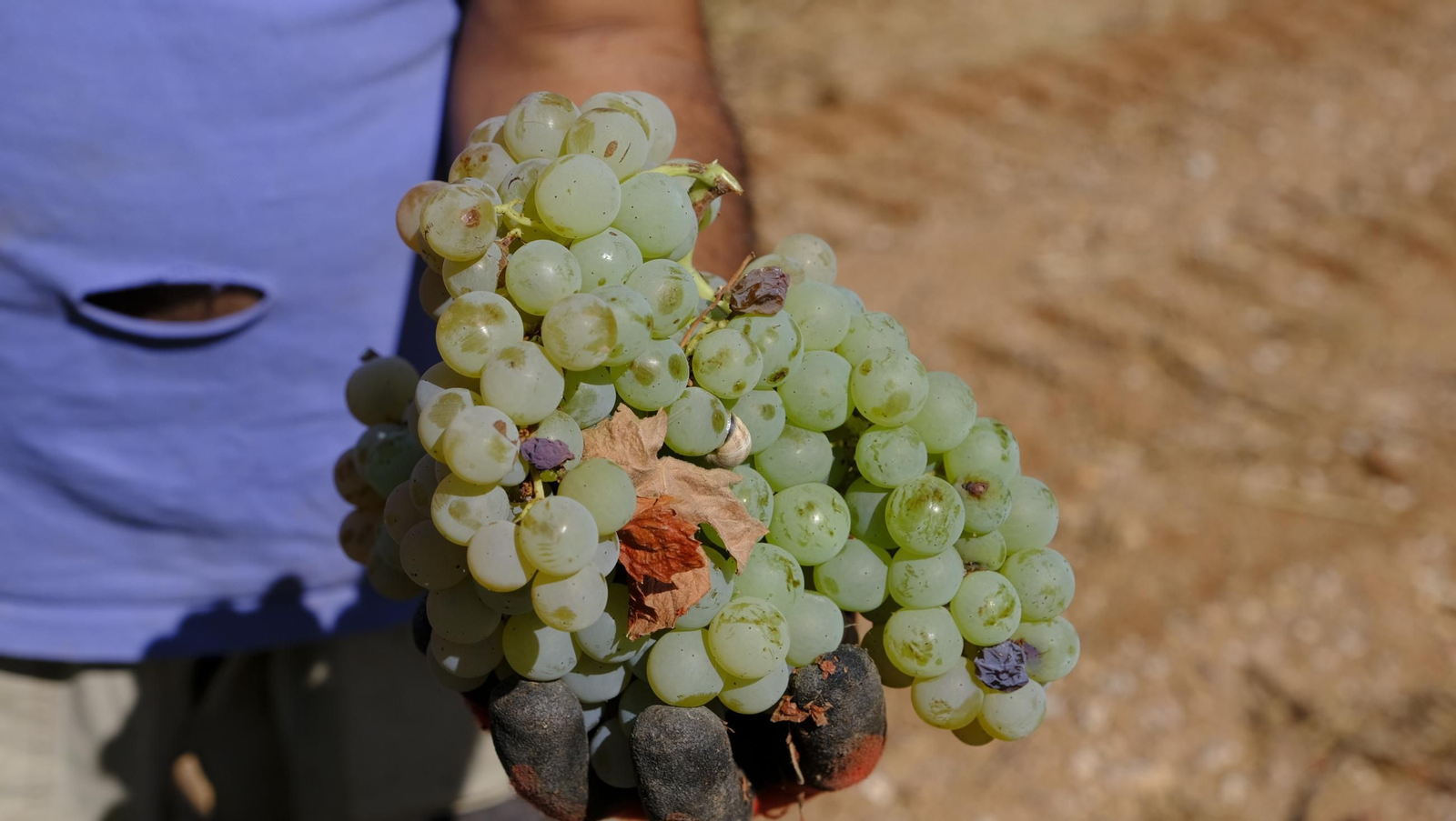 La vendimia en la Bodega Cortijo del Cura de Laujar, en imágenes