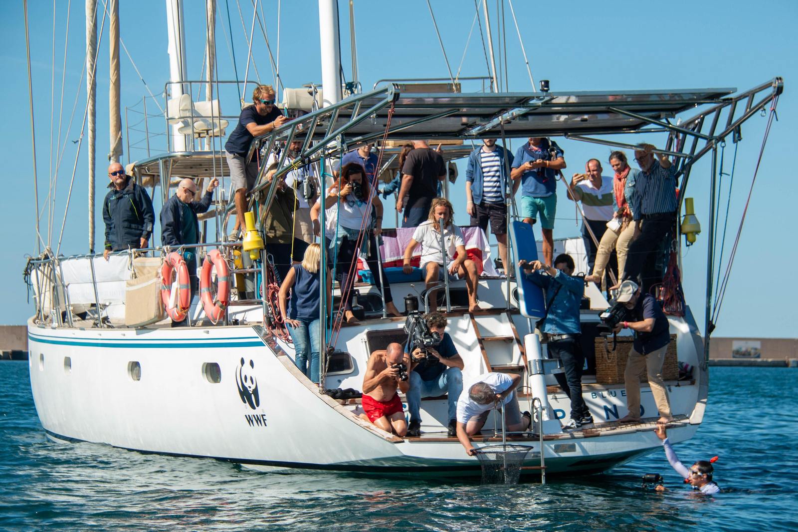 Imagen de archivo de la suelta de dos especímenes de raya en Motril