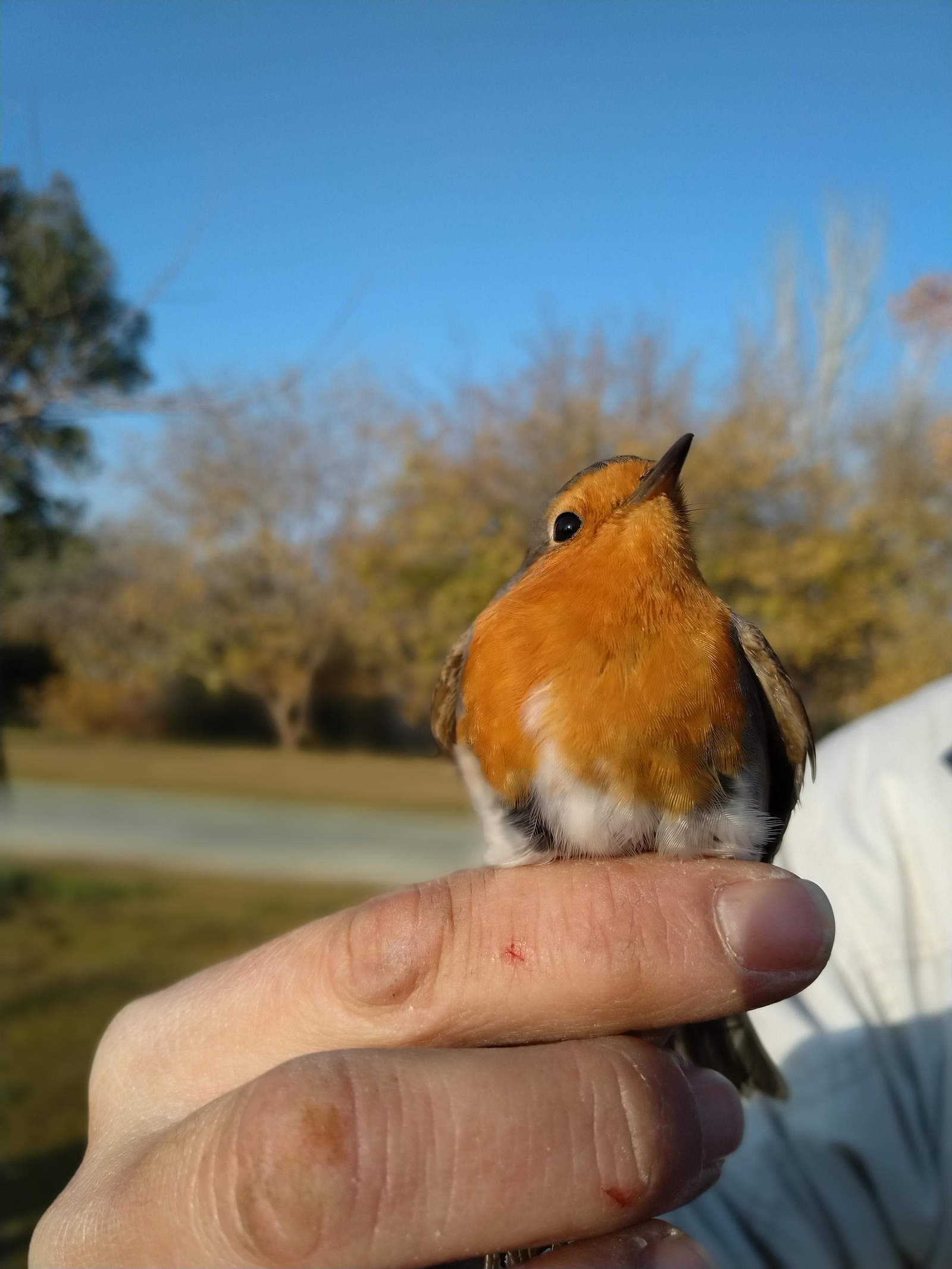 Petirrojo recapturado.