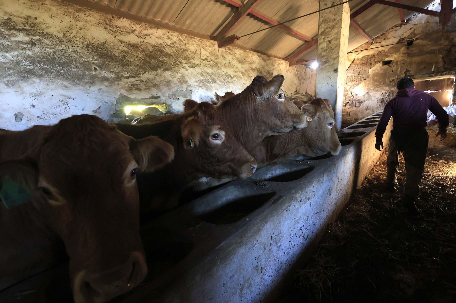 Las fotografías de la ganadería de Luis Benítez en Tarifa