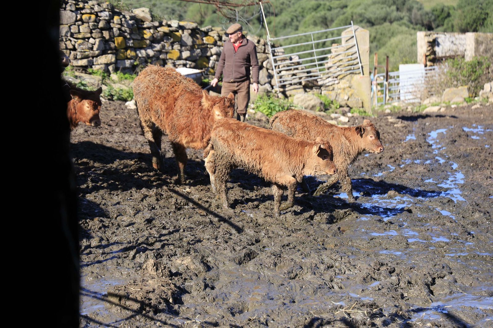 Las fotografías de la ganadería de Luis Benítez en Tarifa
