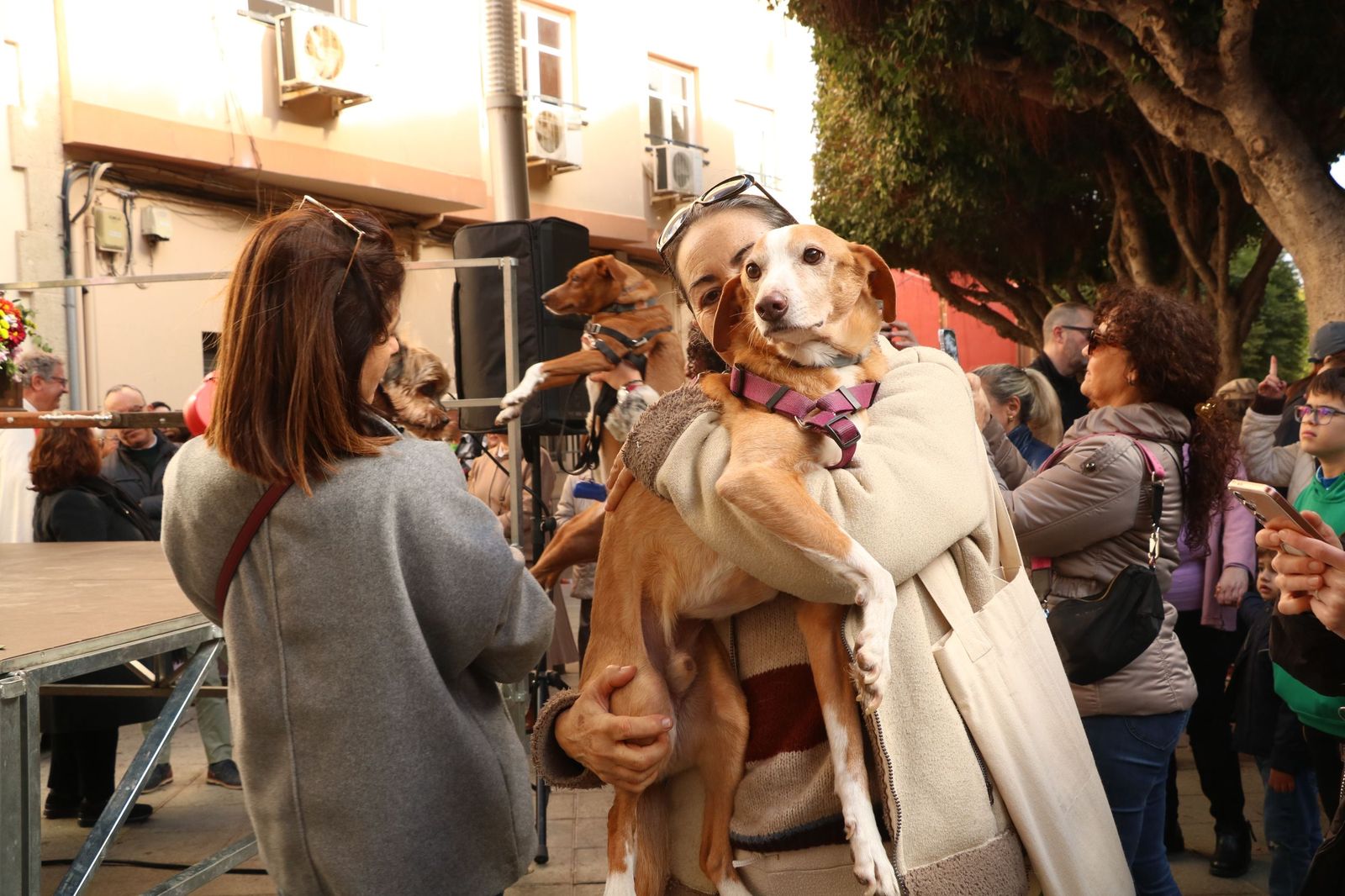 Así ha sido la bendición de las mascotas y la subasta de 'rabicos' en el casco histórico de Almería