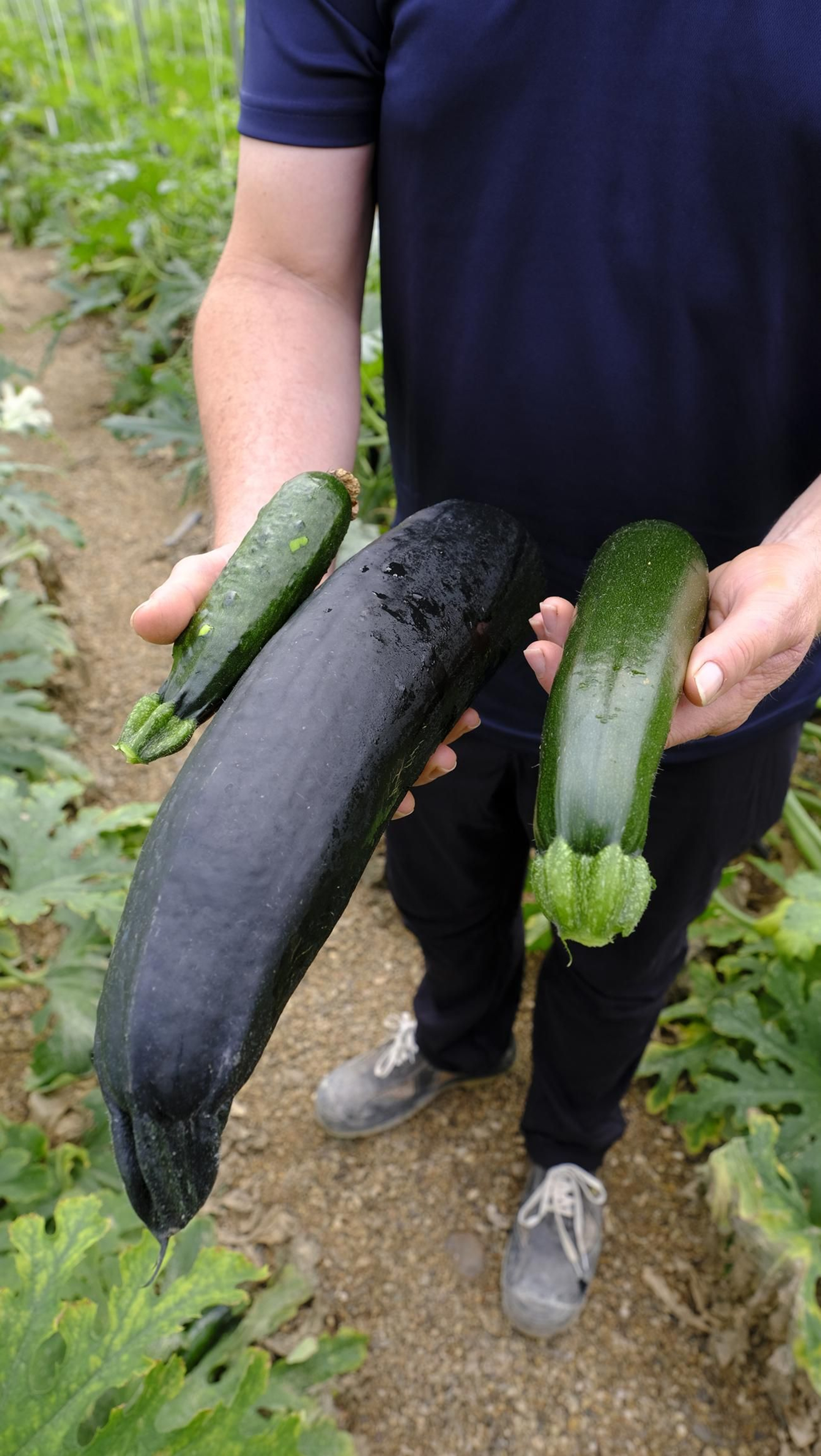Así han atacado los virus a los calabacinos, en imágenes