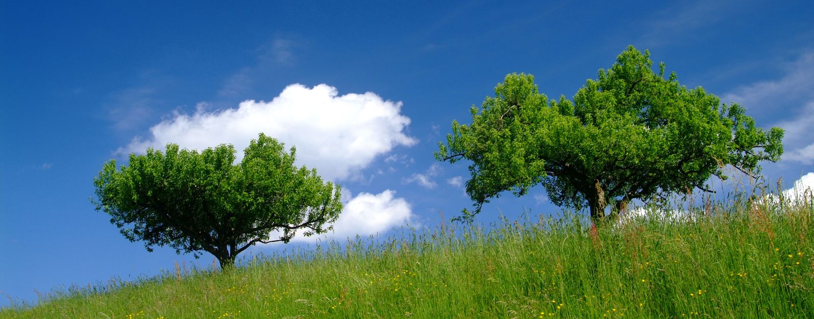 El Día Mundial de Protección de la Naturaleza se celebra el 18 de octubre.