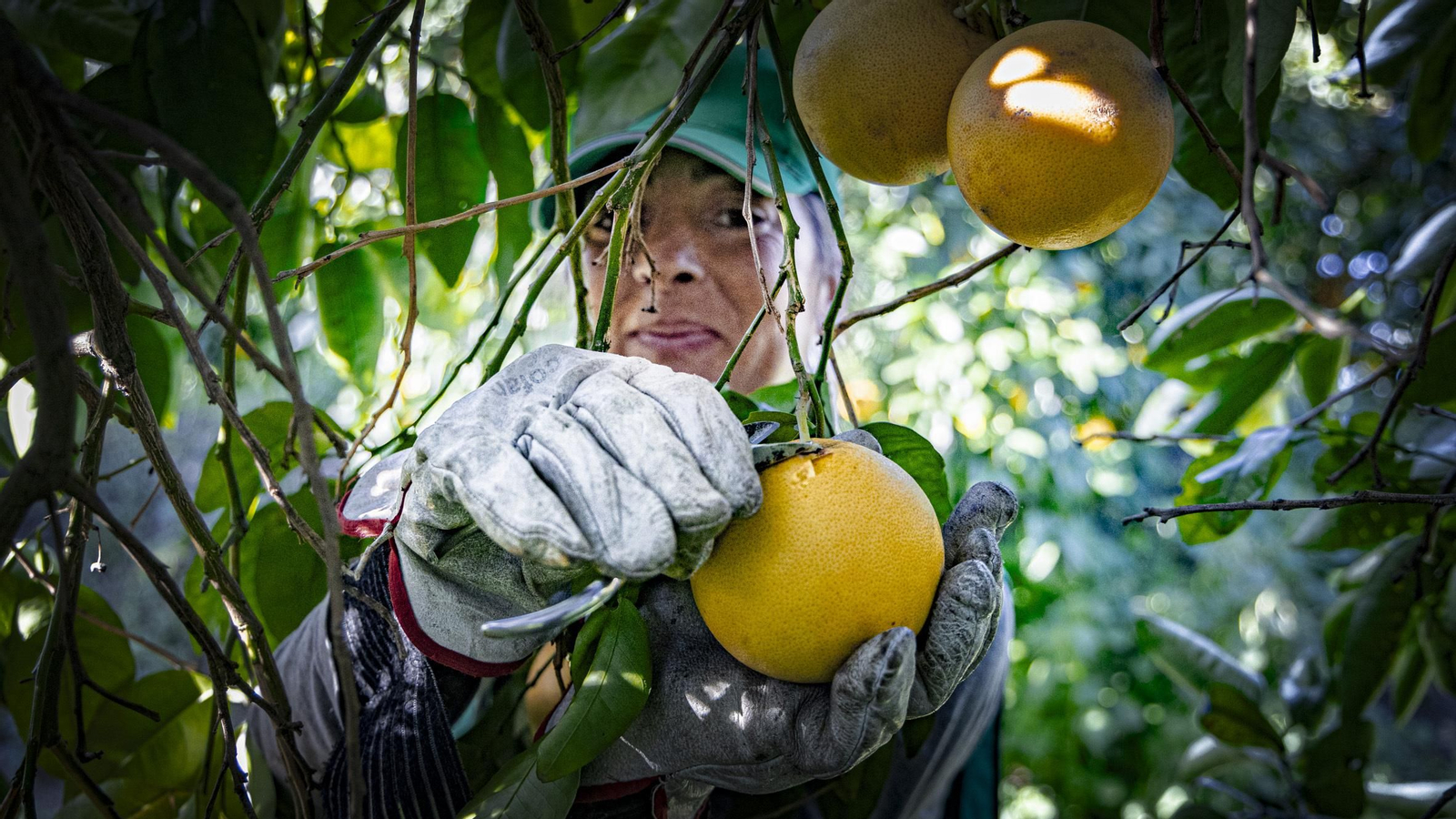 Trabajadora agraria recogiendo pomelos en el campo.