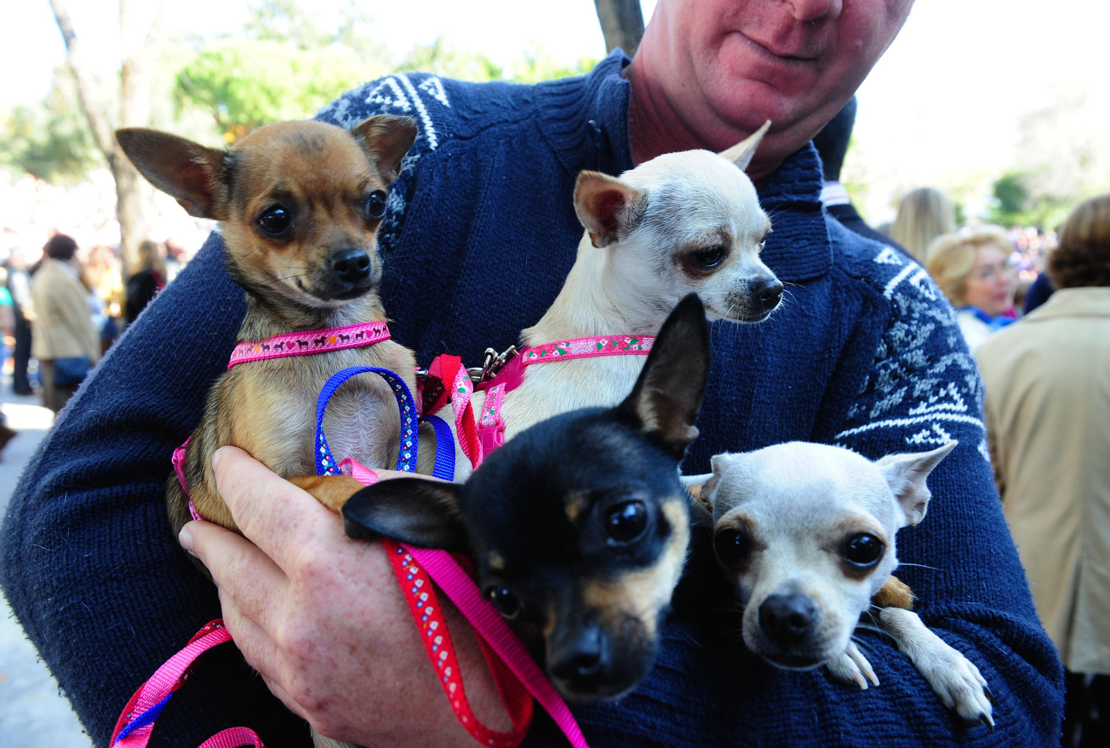 Se han inscrito en el registro 30.000 animales más