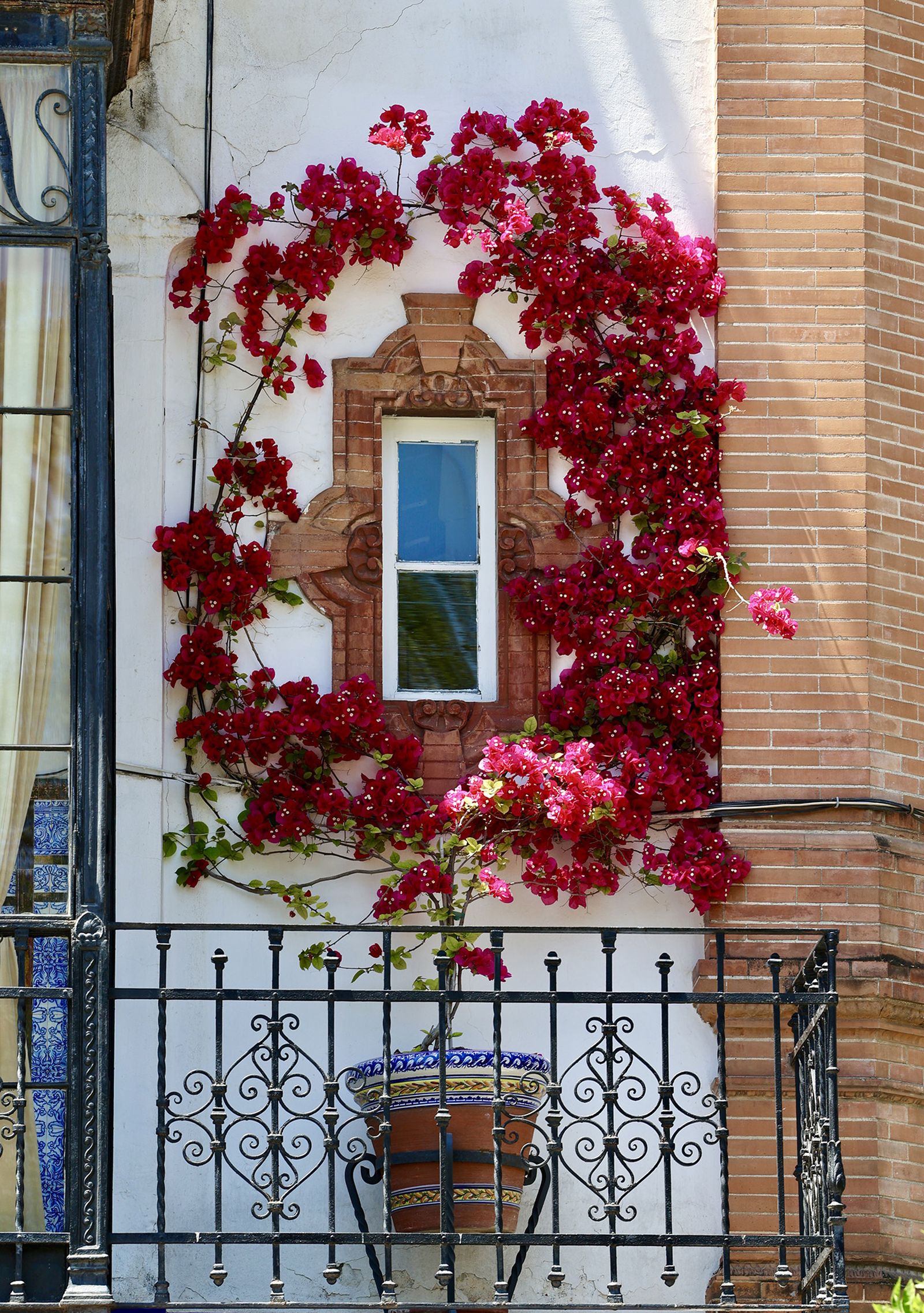 La buganvilla, la otra flor de Sevilla
