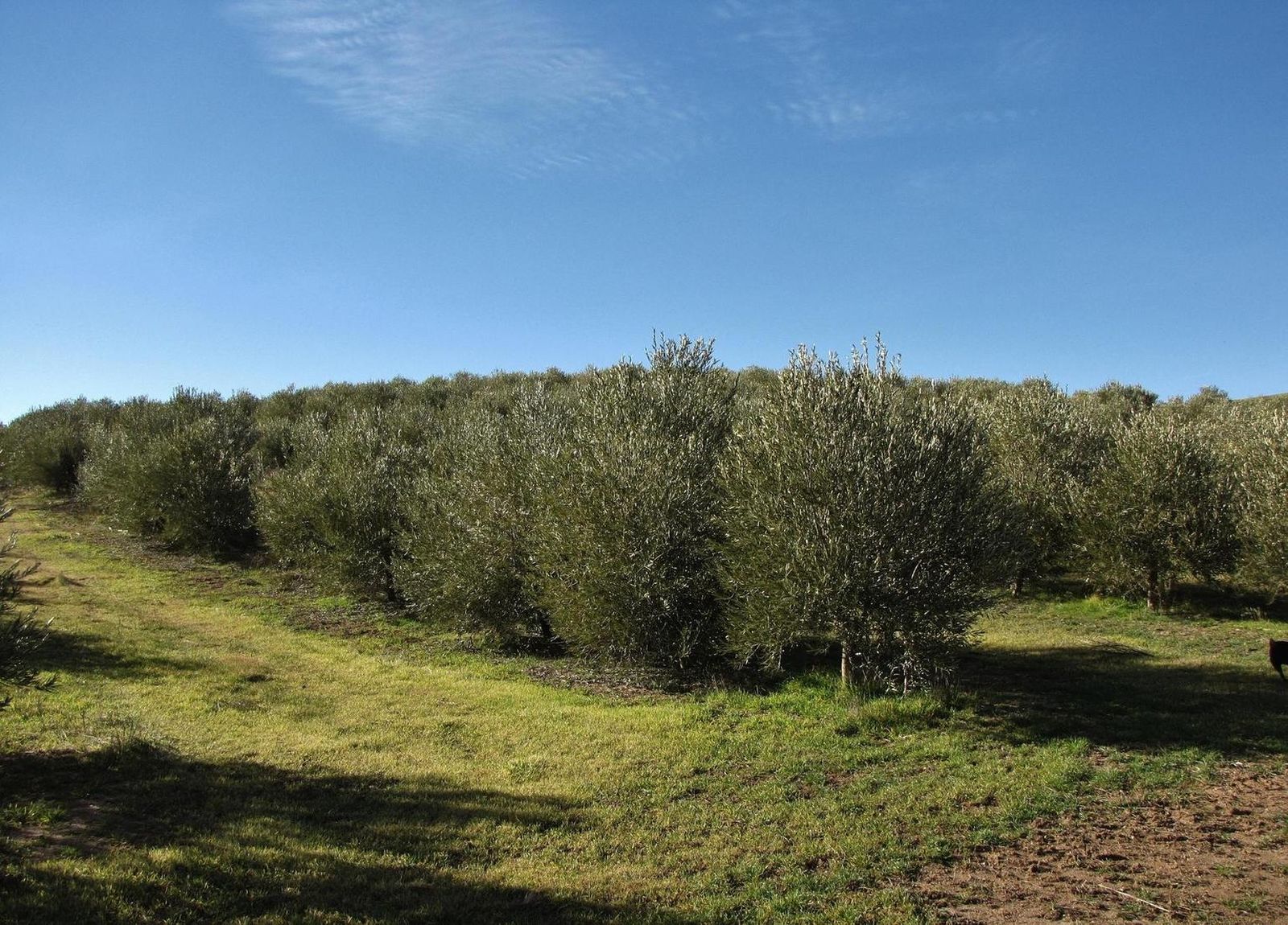 Cultivo de olivar ecológico en Córdoba