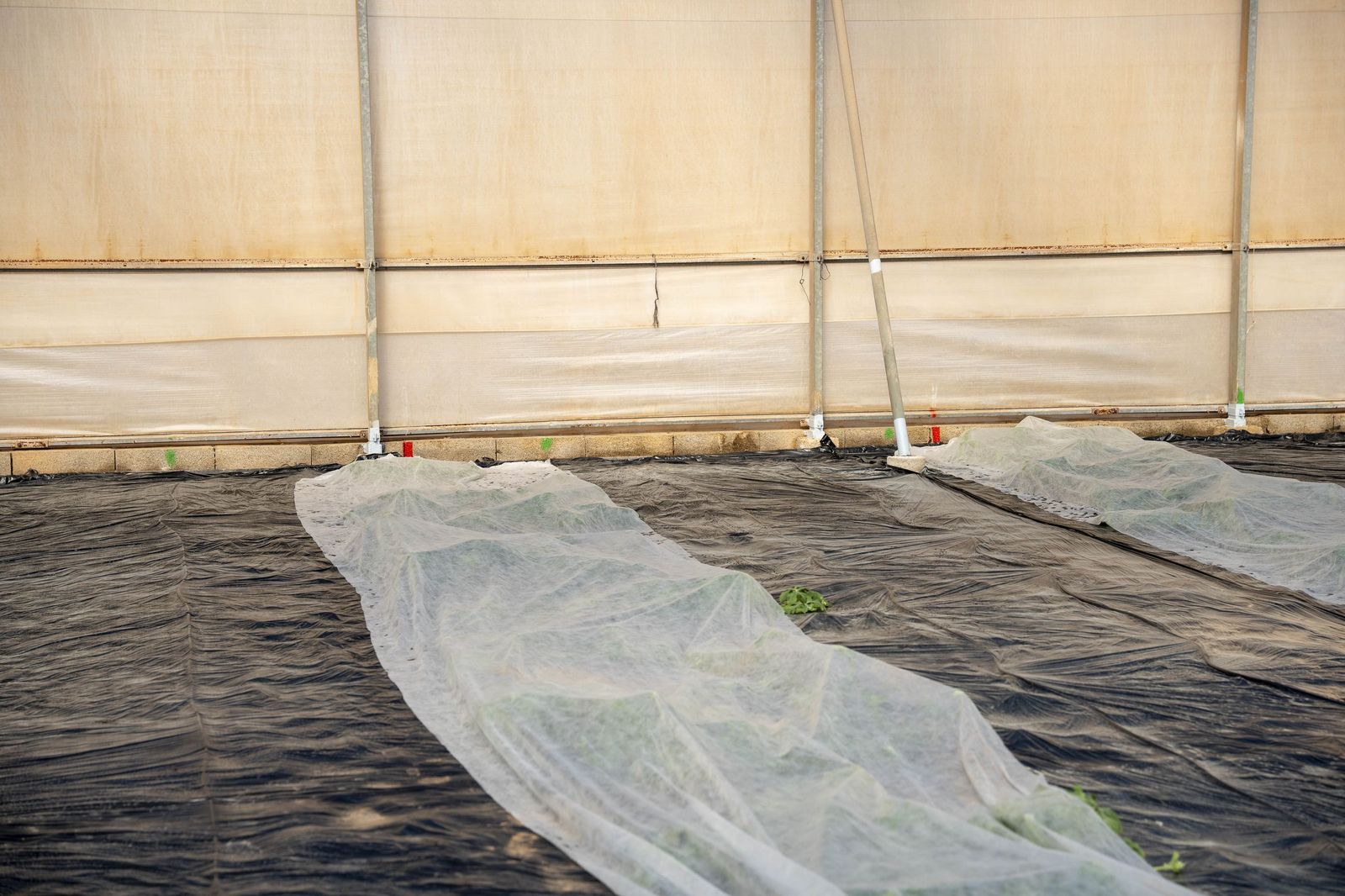 La primavera se planta en invierno entre sandías y tomates almerienses