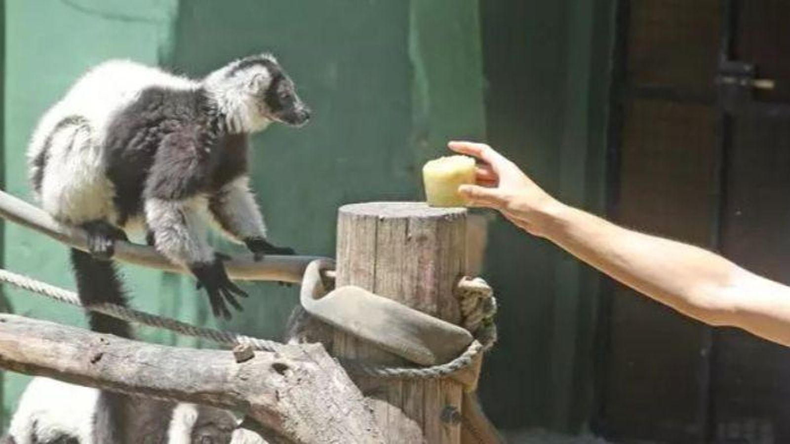 Animales comiendo helados de frutas y verduras