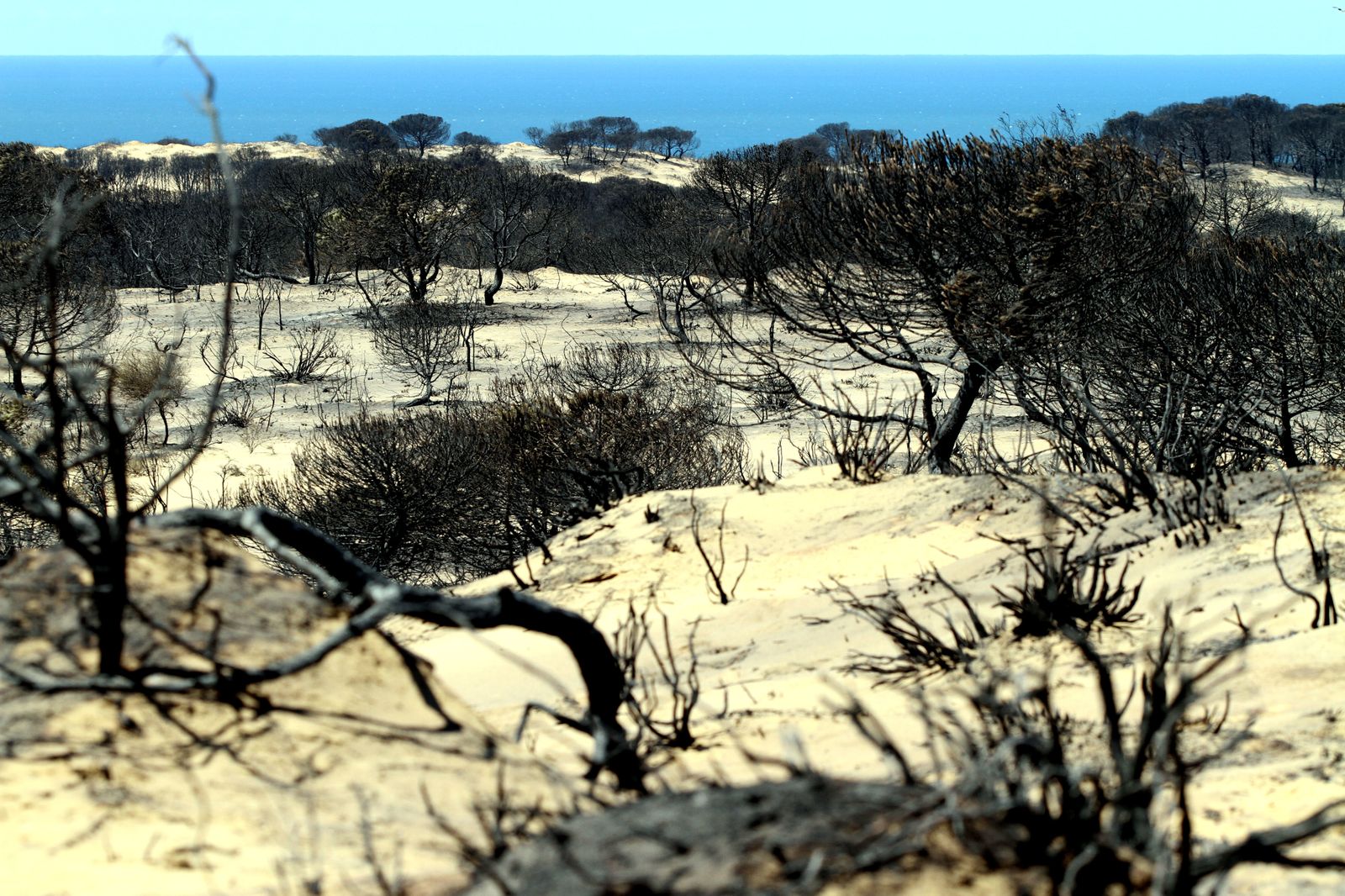Imágenes de las consecuencias del incendio de Moguer