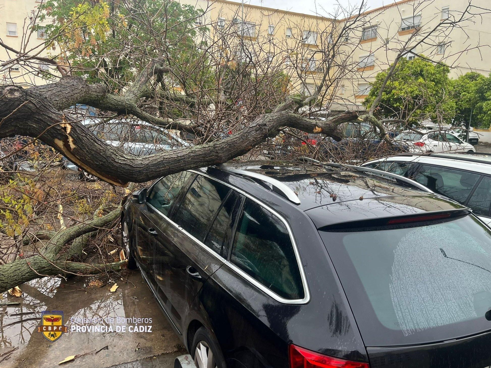 Un árbol caído sobre un coche en Jerez.