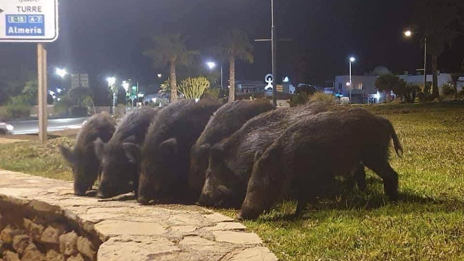 Piara de jabalíes en el municipio de Mojácar.