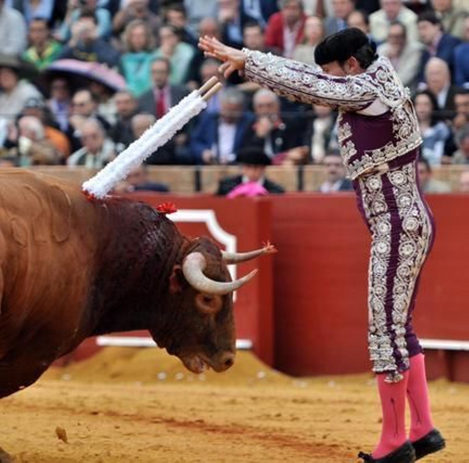 El banderillero pone las dos primeras banderillas al segundo de la tarde.

Foto: Manuel Gómez