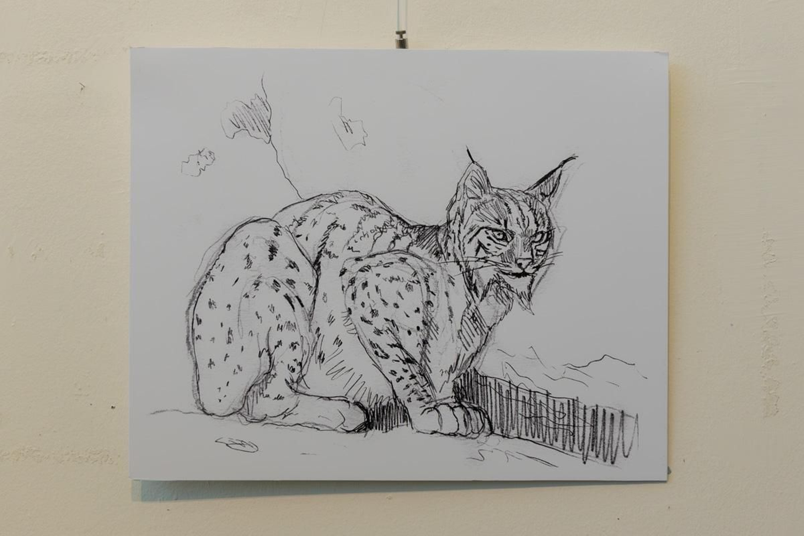 Exposición Los pinceles del lince ibérico, en imágenes