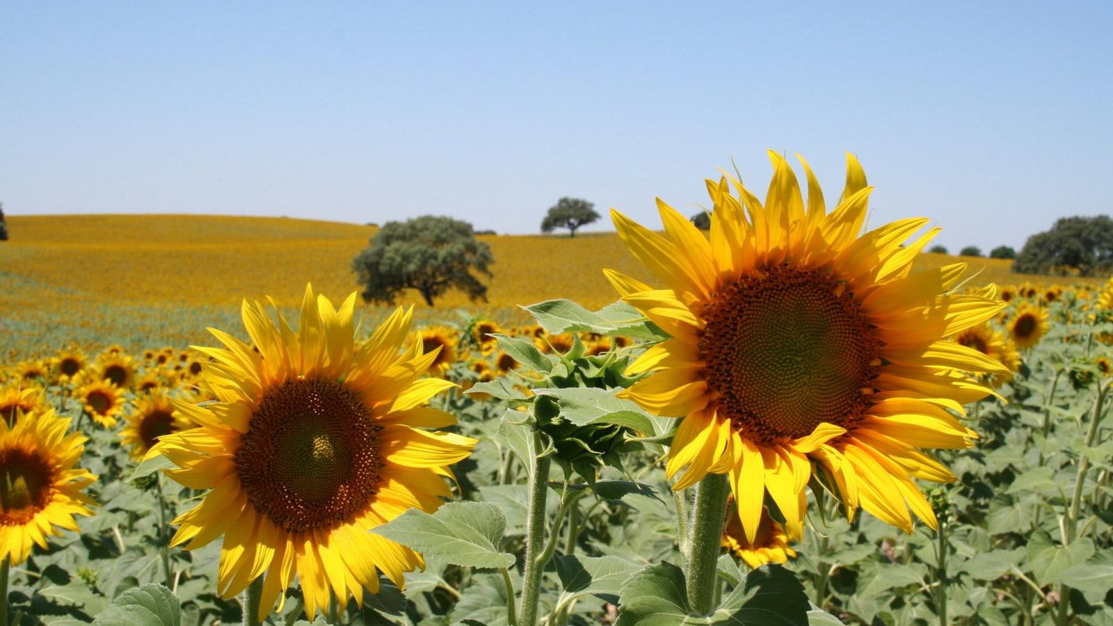 Girasol en flor Girasol en flor