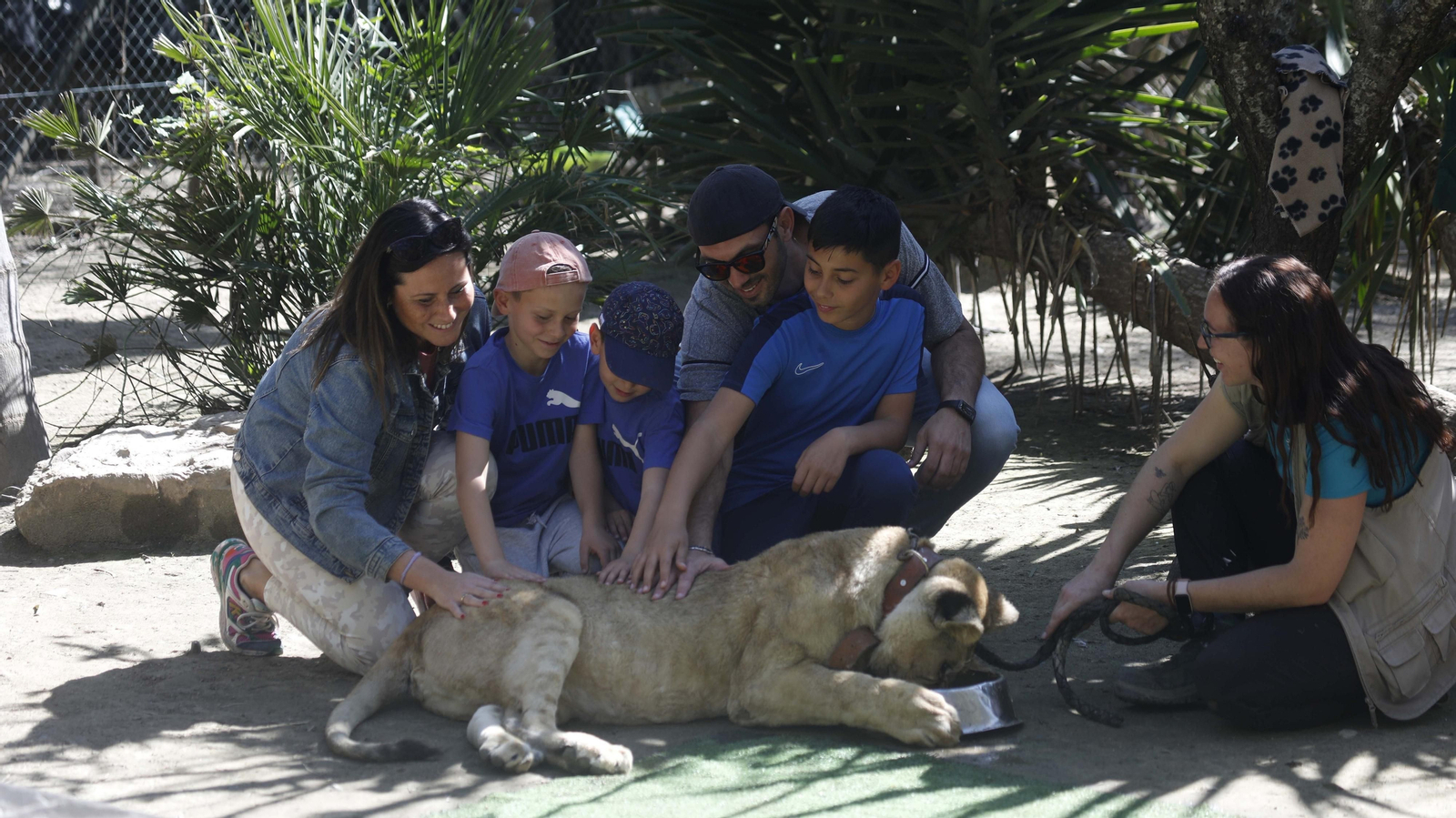 Las fotos del tigre de bengala, en la reserva "La pequeña África"