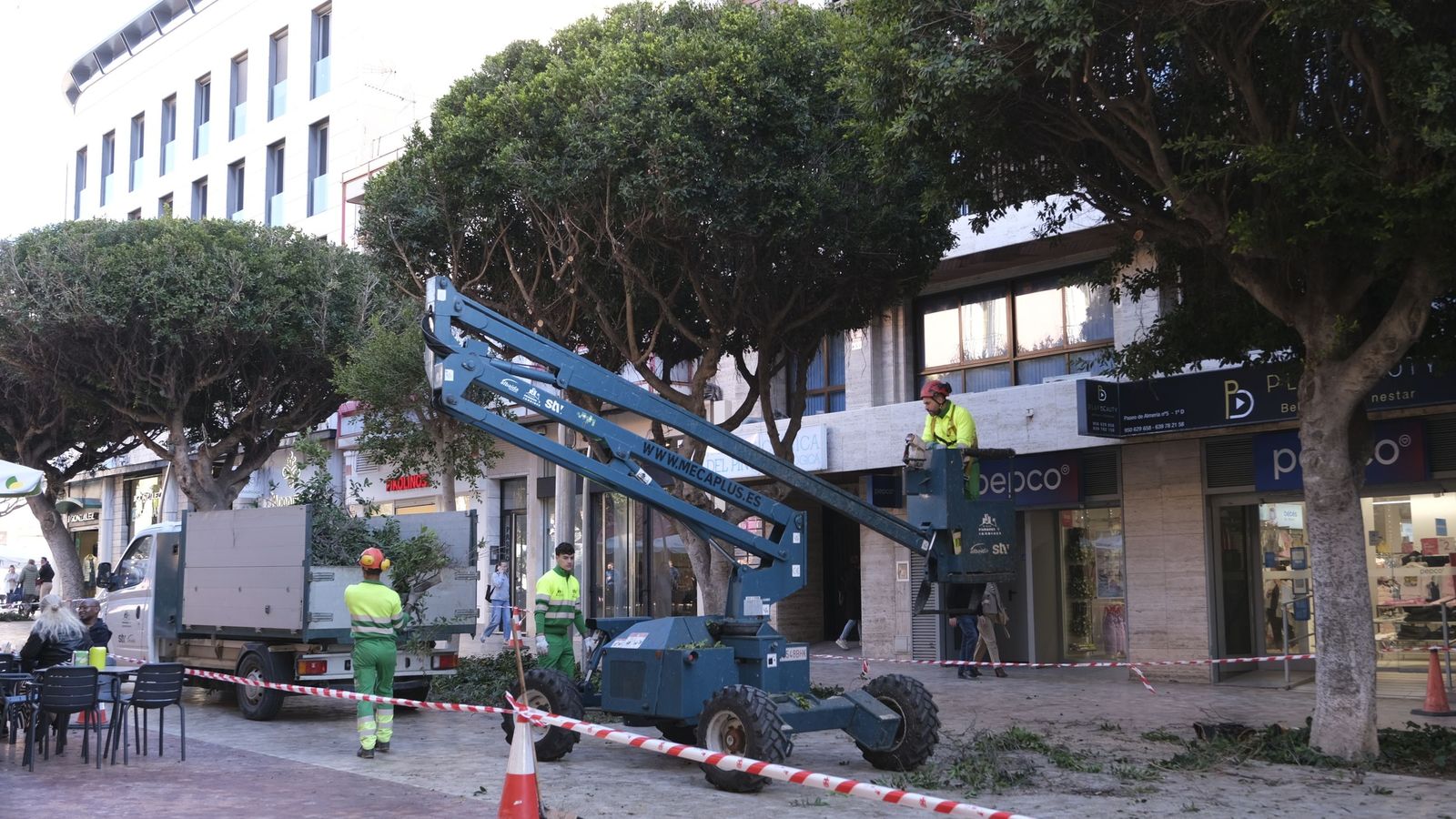 Trabajos de poda de los ficus del Paseo.