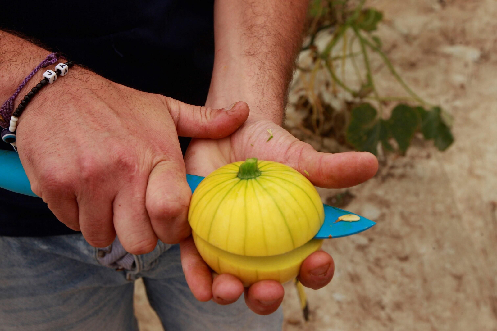 Vea cómo es el Zucchiolo, el producto de moda de la huerta almeriense