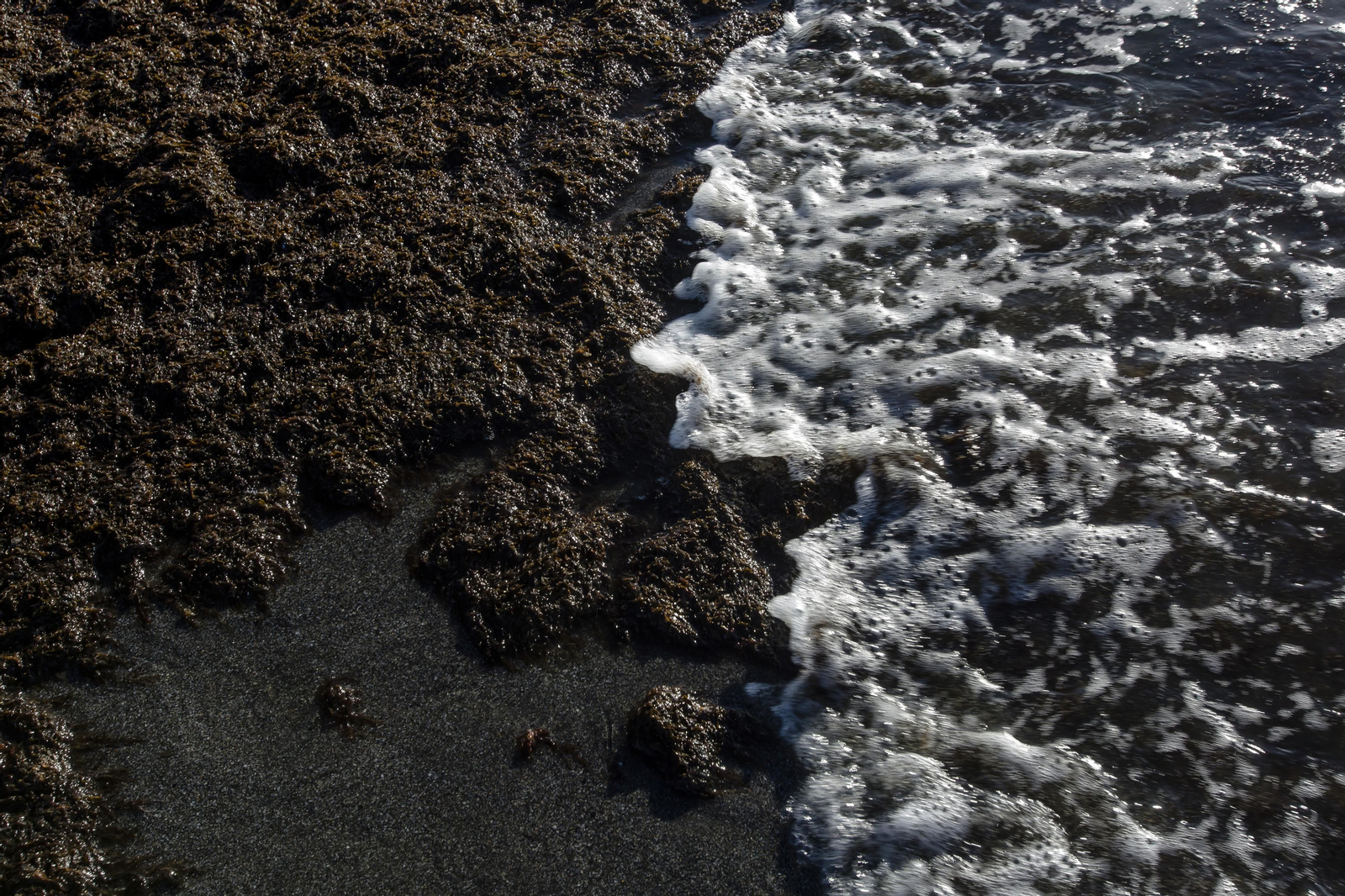 El alga asiática invade de nuevo la playa de Los Caños de Meca