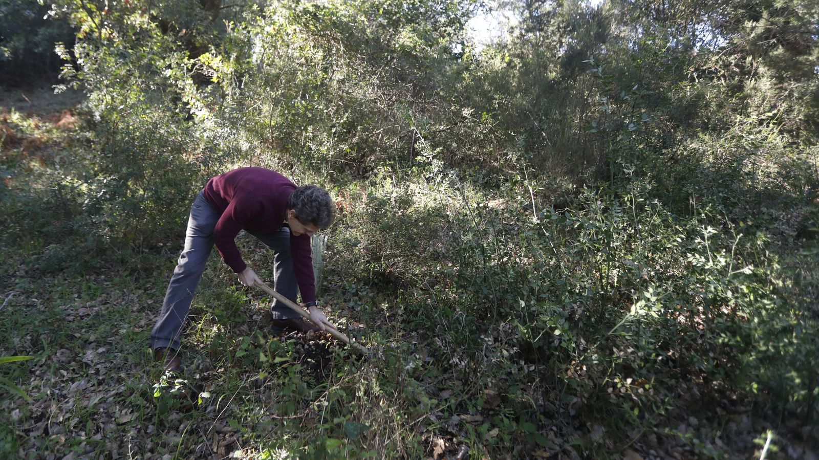 Jornada de reforestación en El Palancar por trabajadores de Acerinox, en imágenes