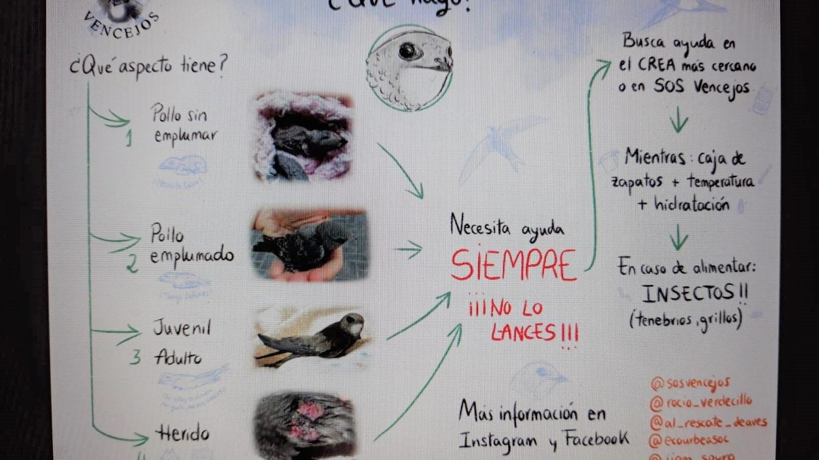 Qué hacer si me encuentro un vencejo, especie protegida