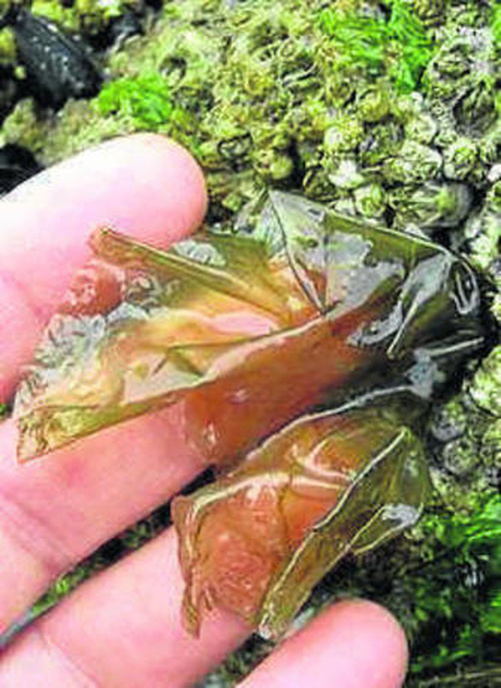 "Desaprovechar las algas es como considerar el Raf una mala hierba"