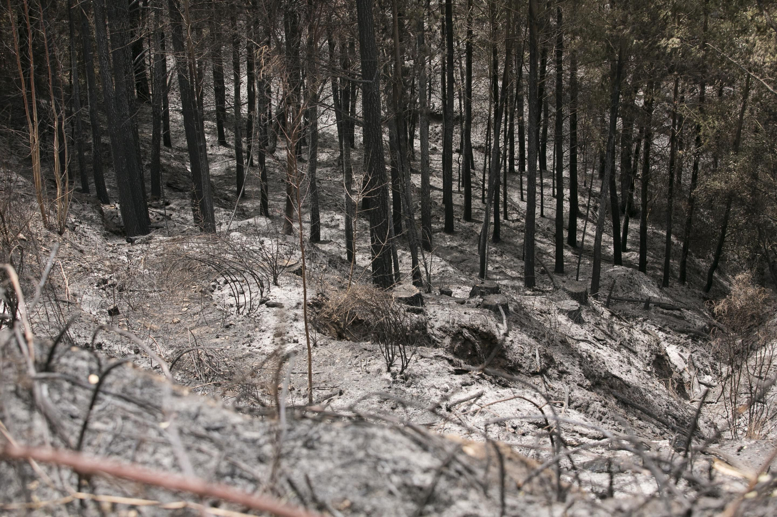 El incendio de Sierra Bermeja una semana después, en fotos