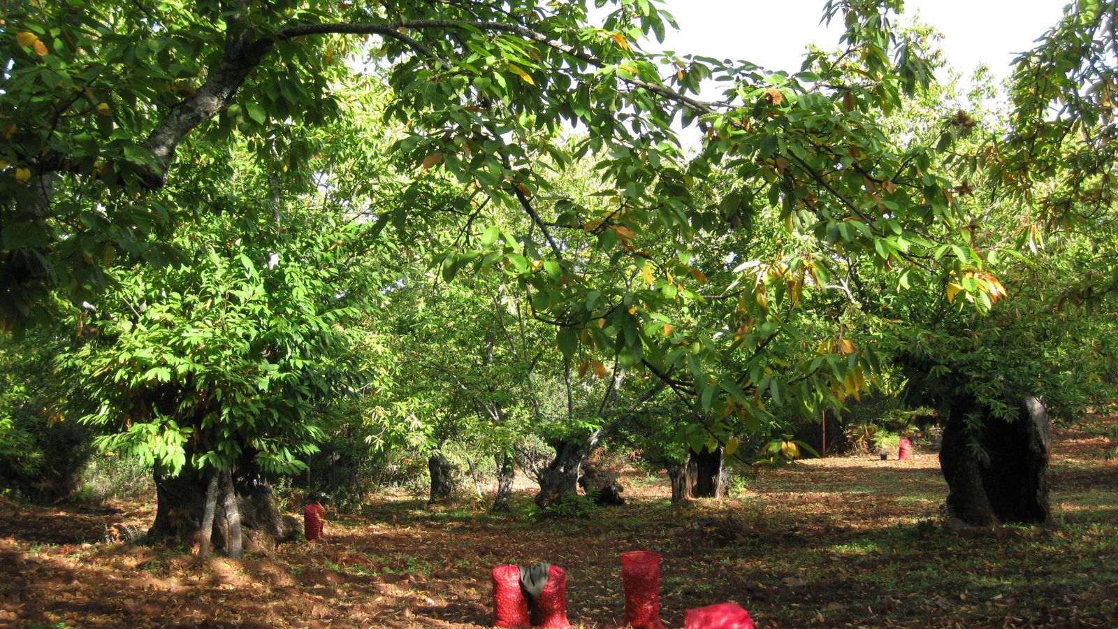 Recolección de castañas.