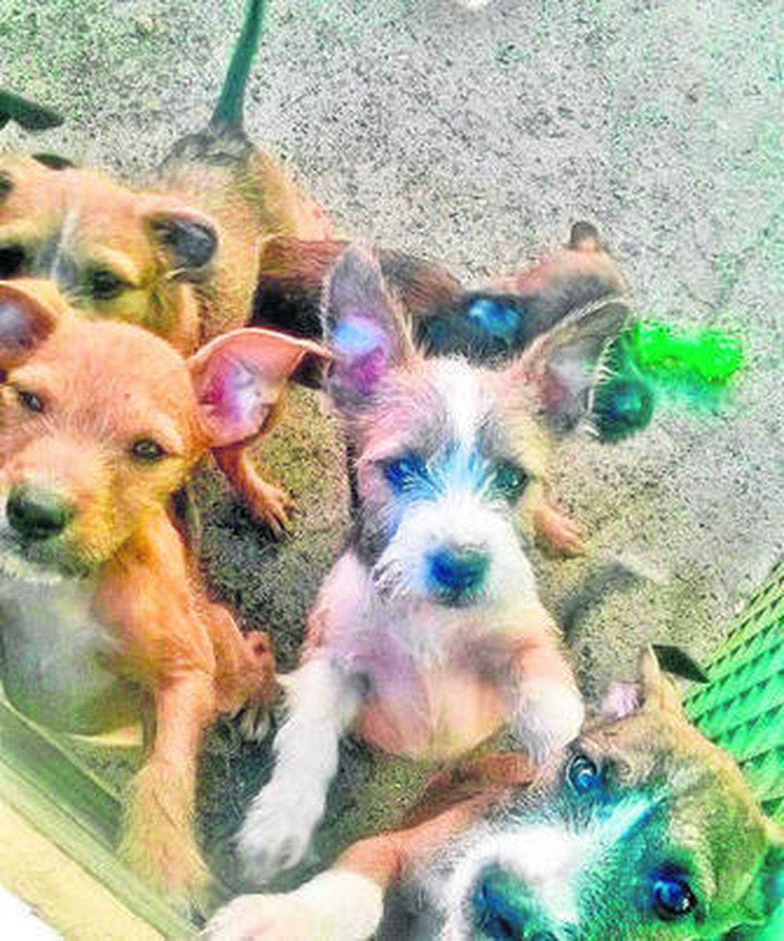 Algunos perros que han sido abandonados recientemente y que se encuentran en las instalaciones de la protectora de La Línea.