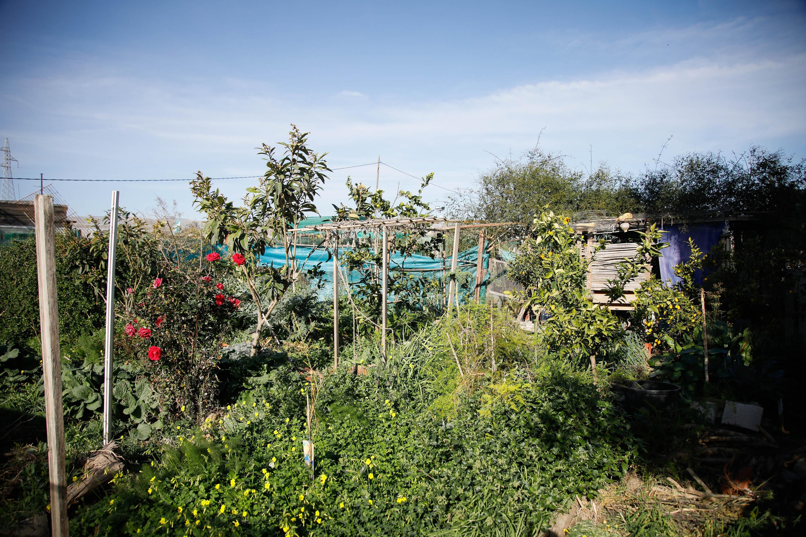 Imágenes del huerto urbano de La Cañada
