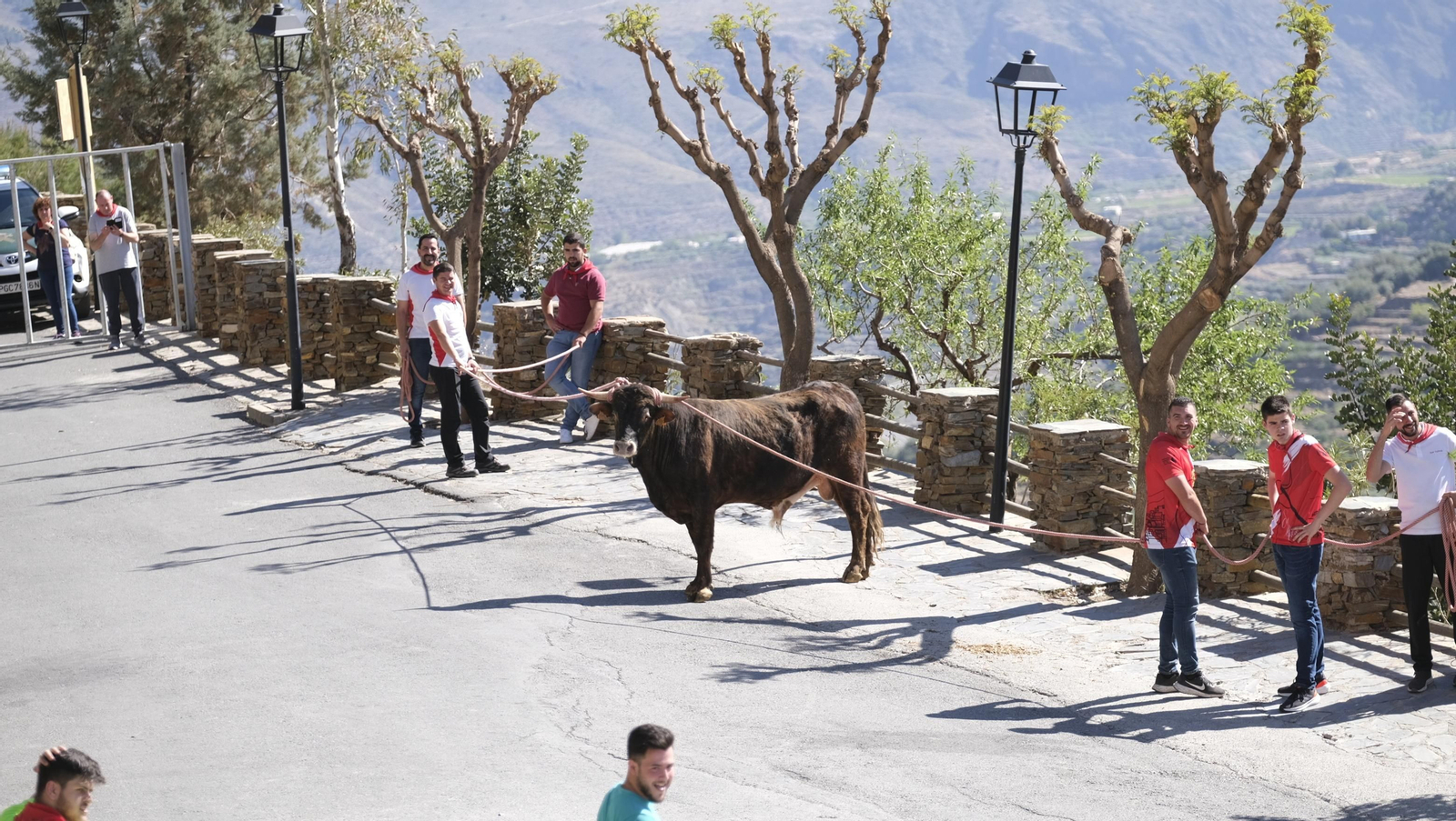 Imágenes de los toros ensogaos y San Marcos, en las Fiestas de Ohanes